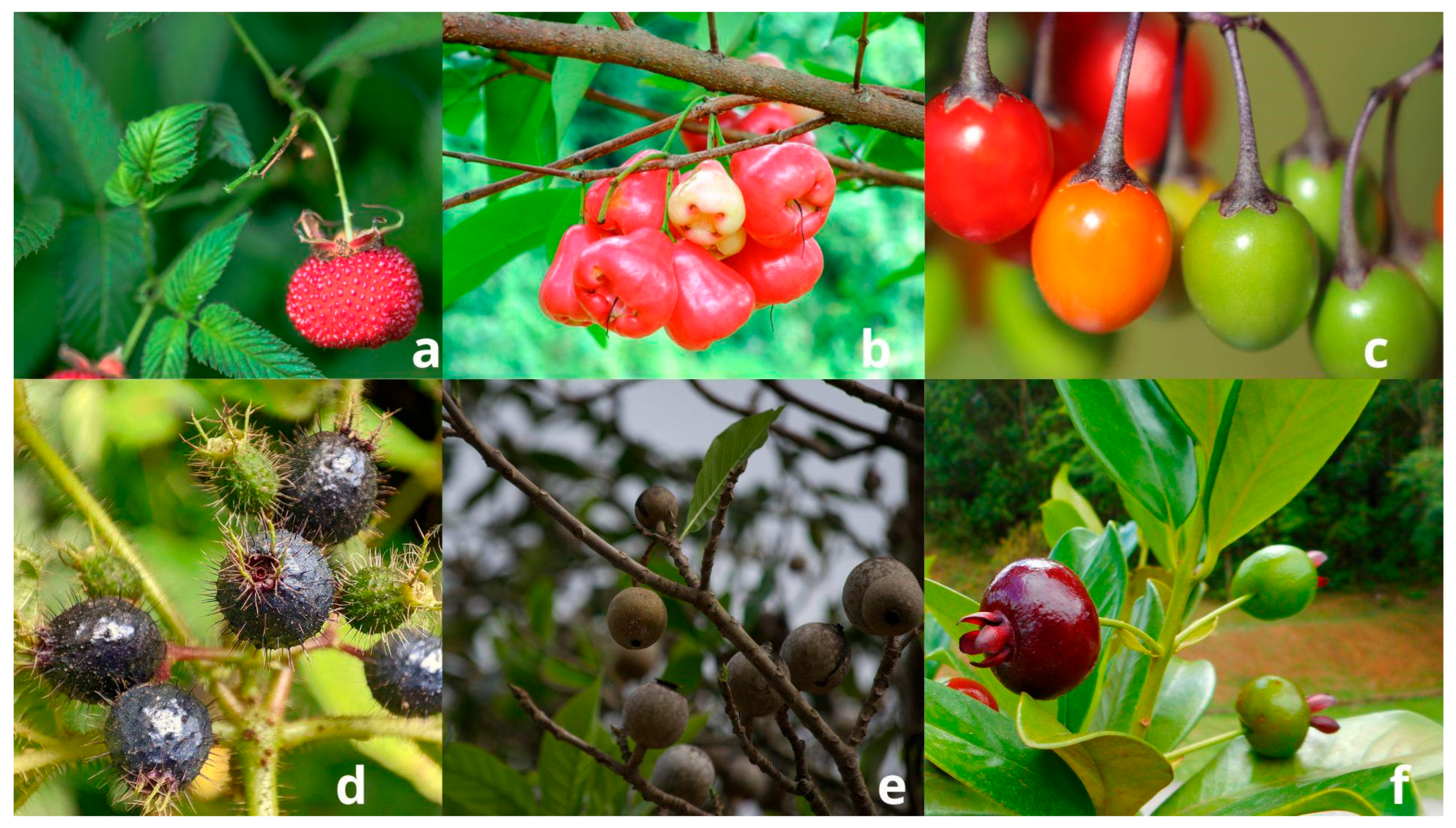 Agronomy 15 00405 g005