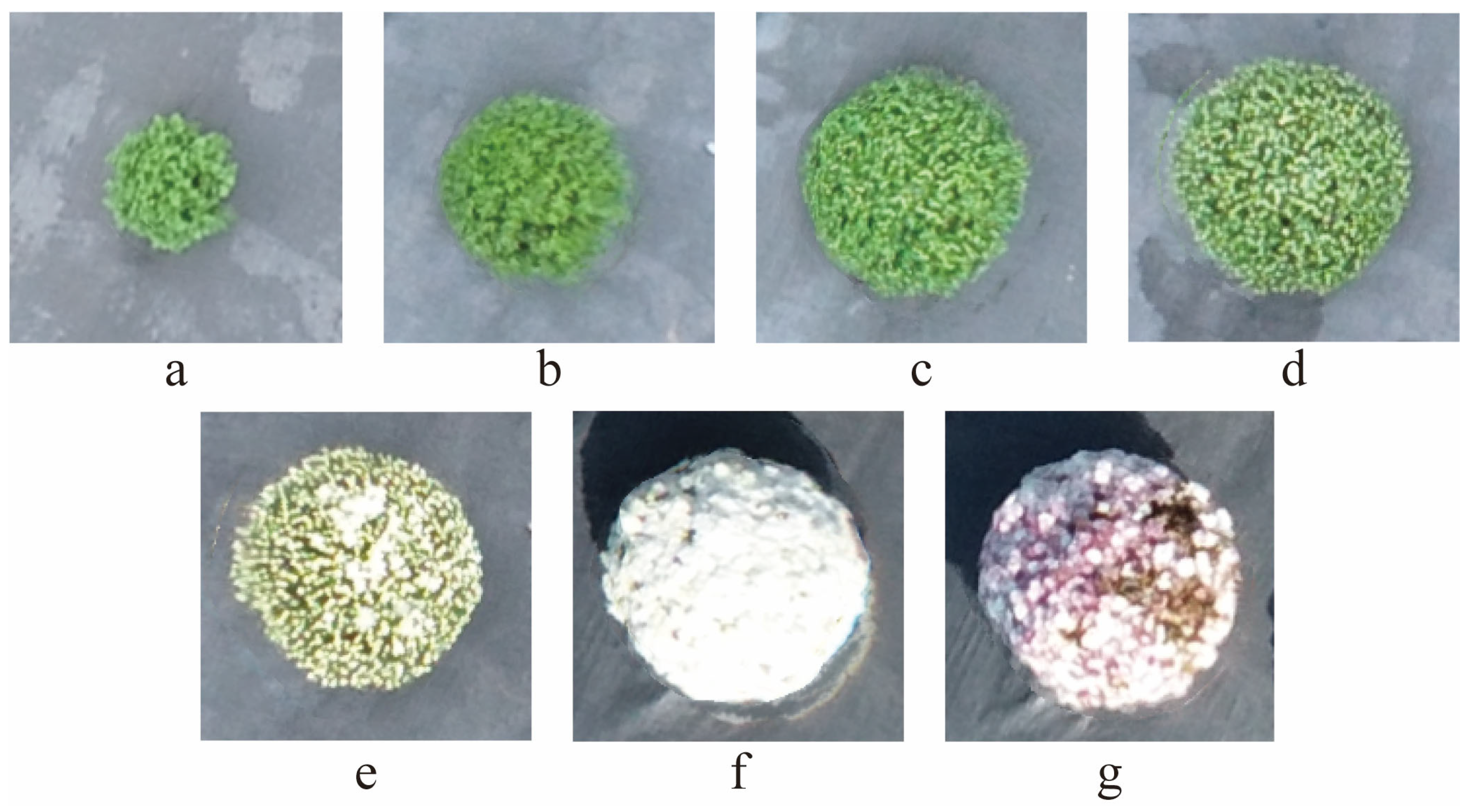 Agronomy 15 00421 g002