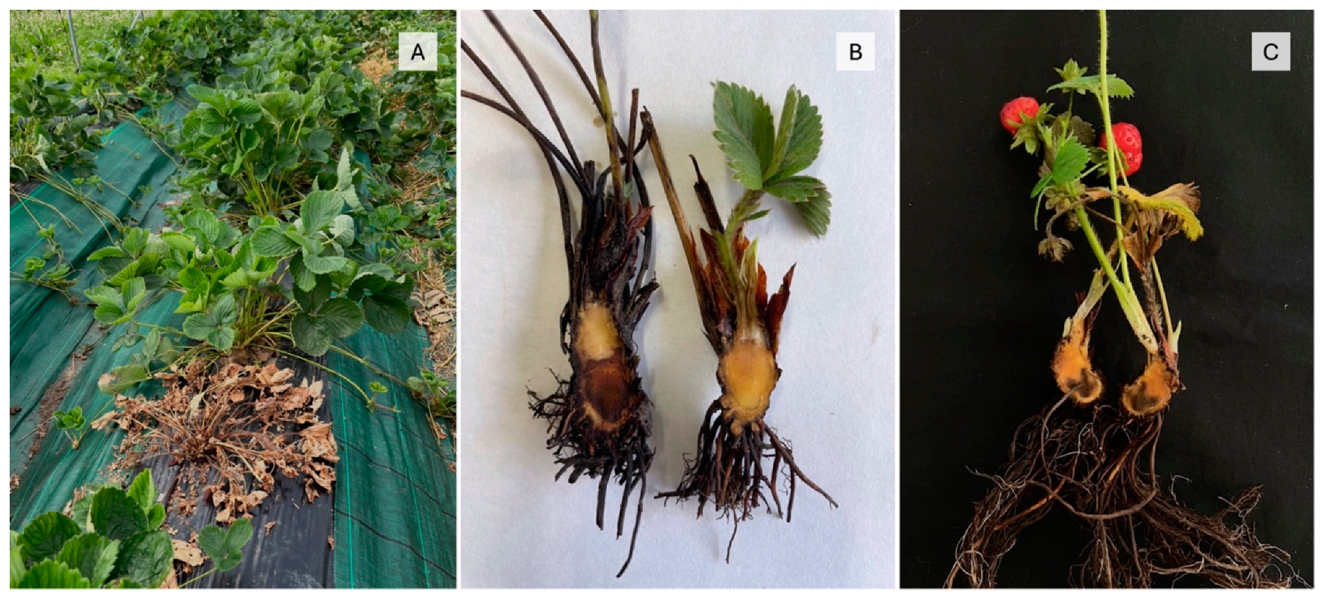 Agronomy 15 00422 g001