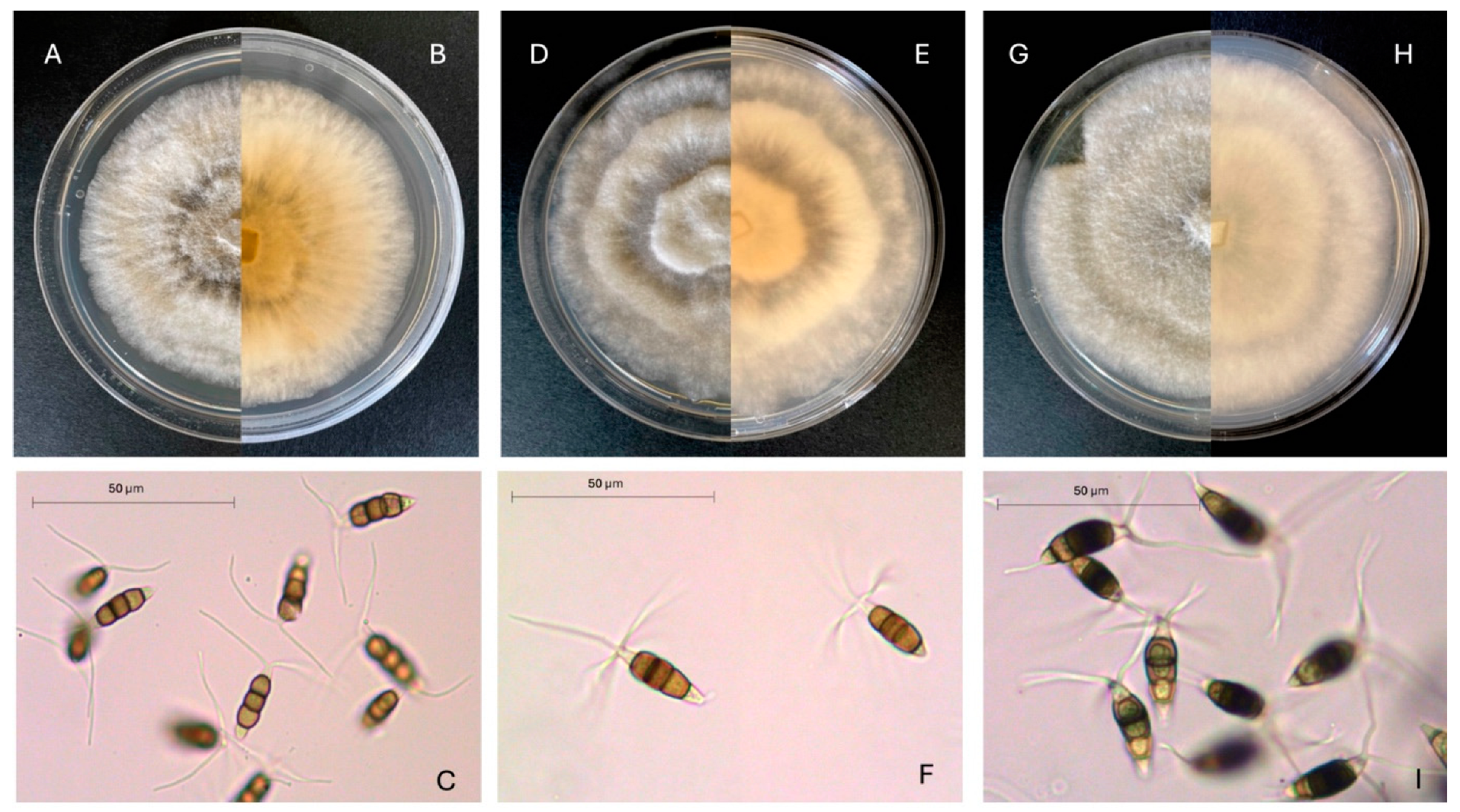 Agronomy 15 00422 g003