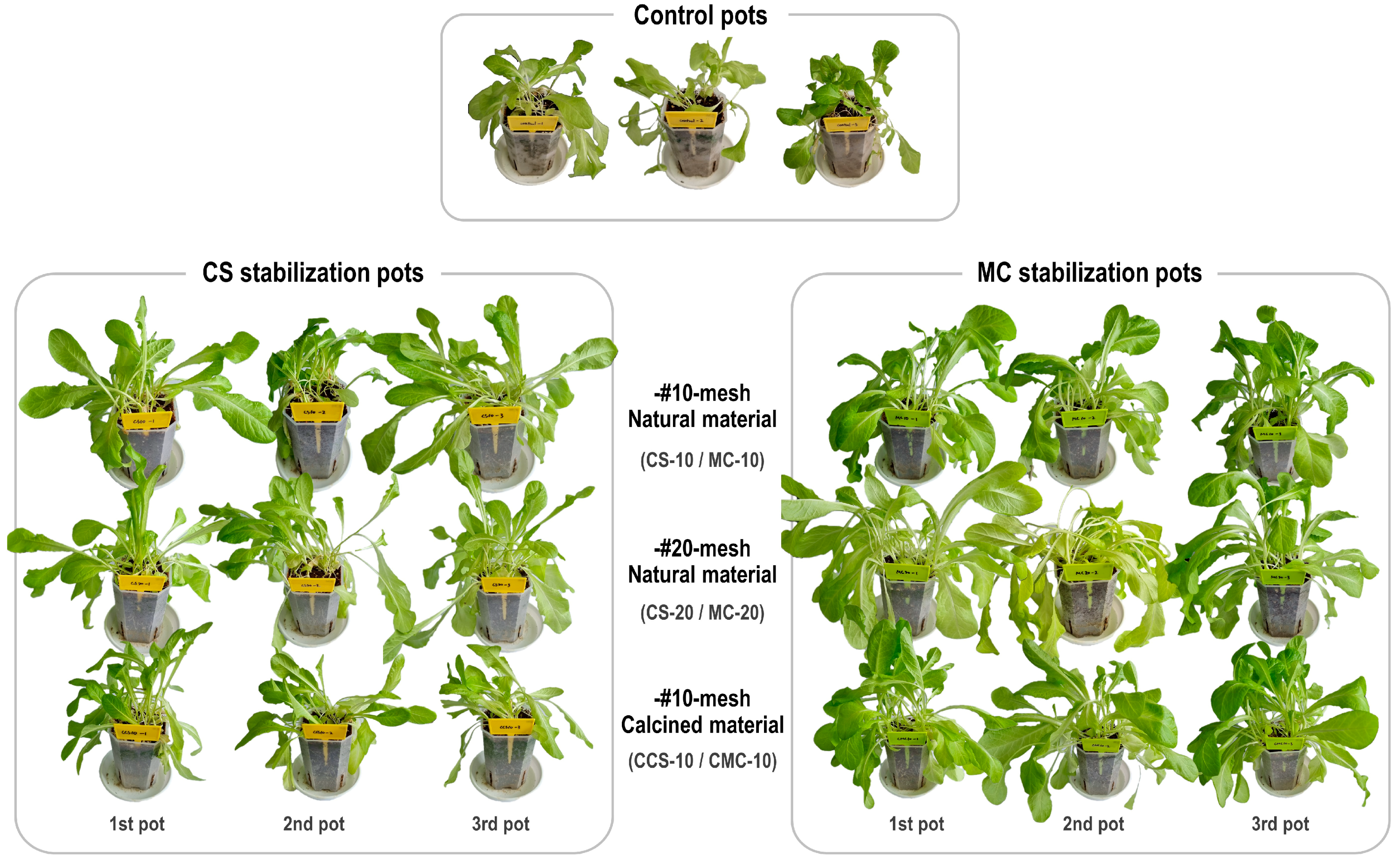 Agronomy 15 00423 g011