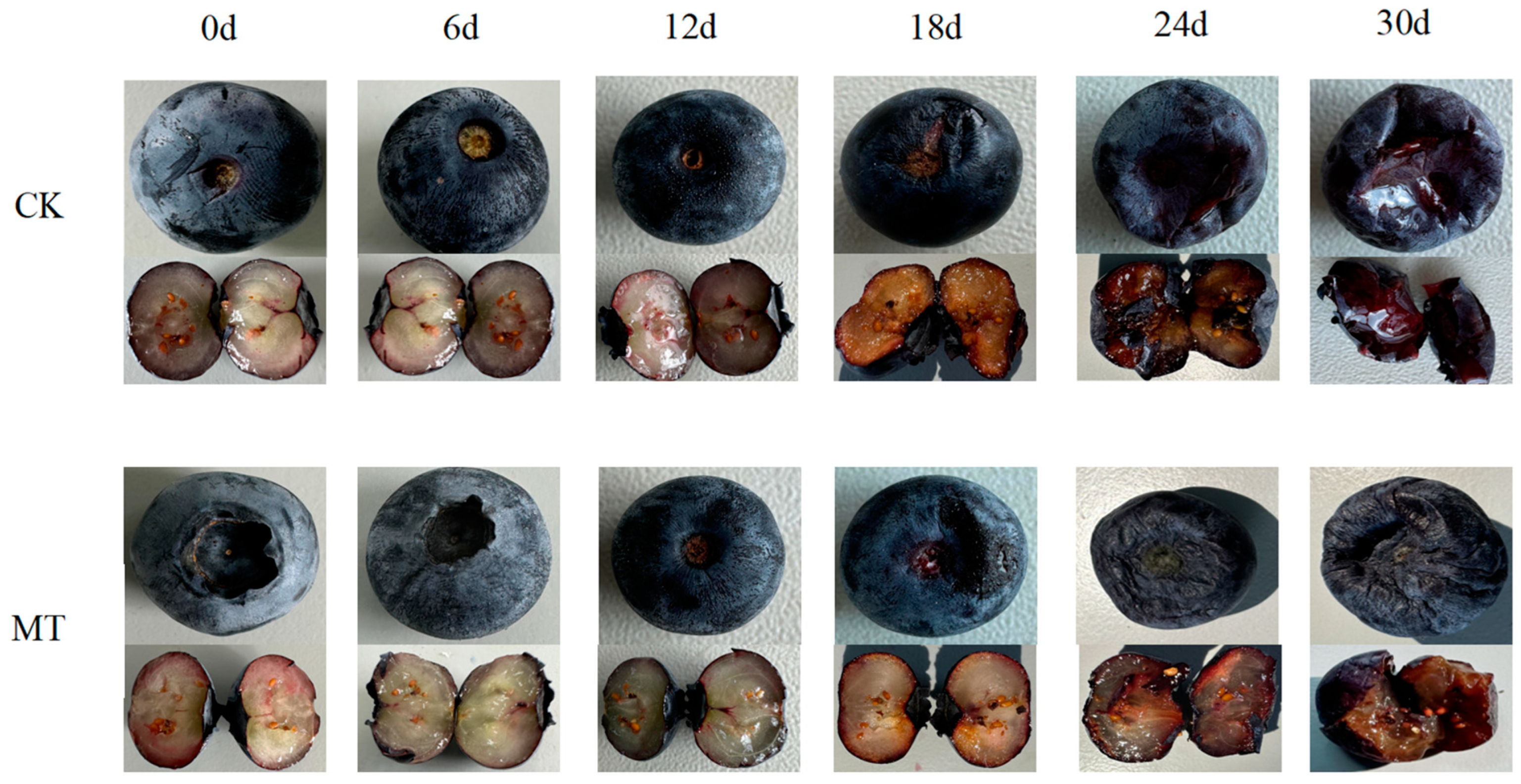 Agronomy 15 00428 g001