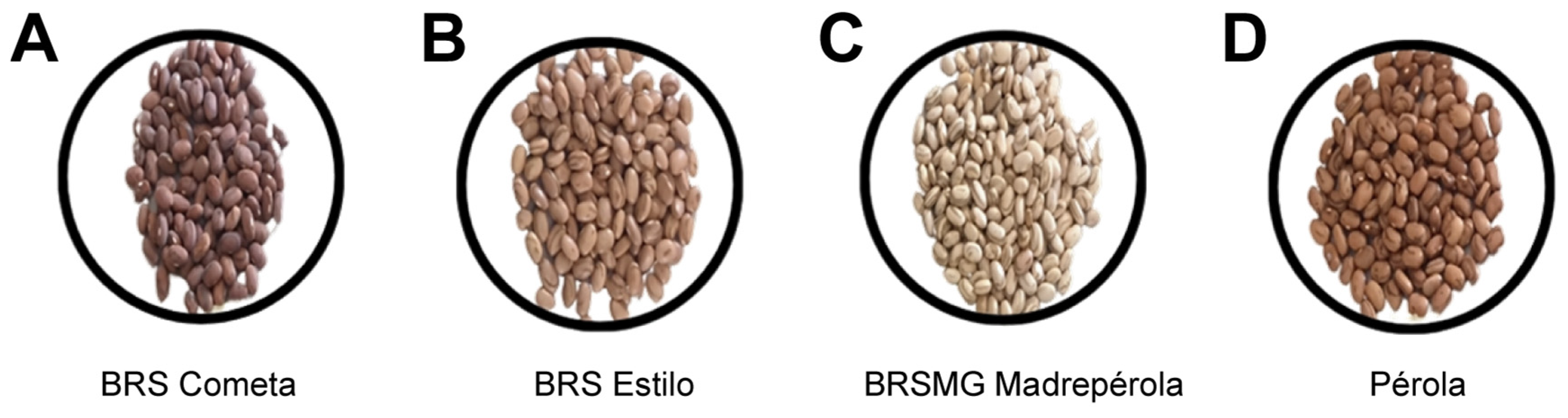 Agronomy 15 00440 g001