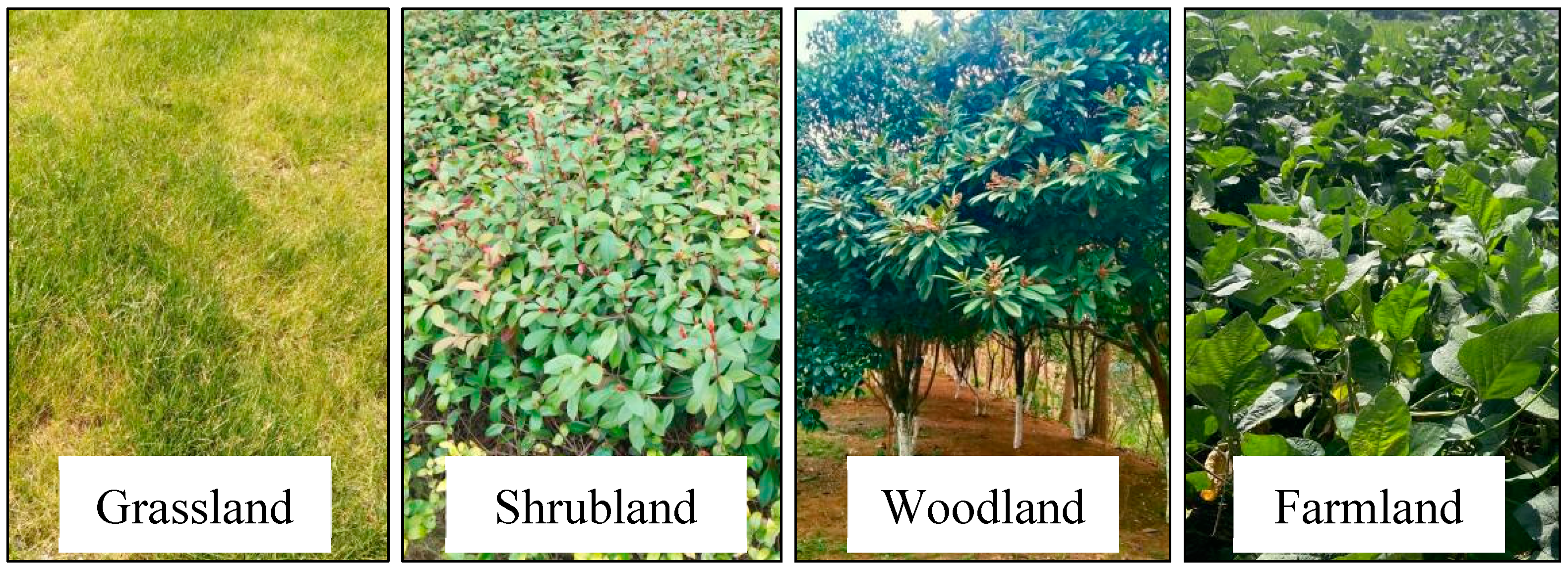 Agronomy 15 00443 g001