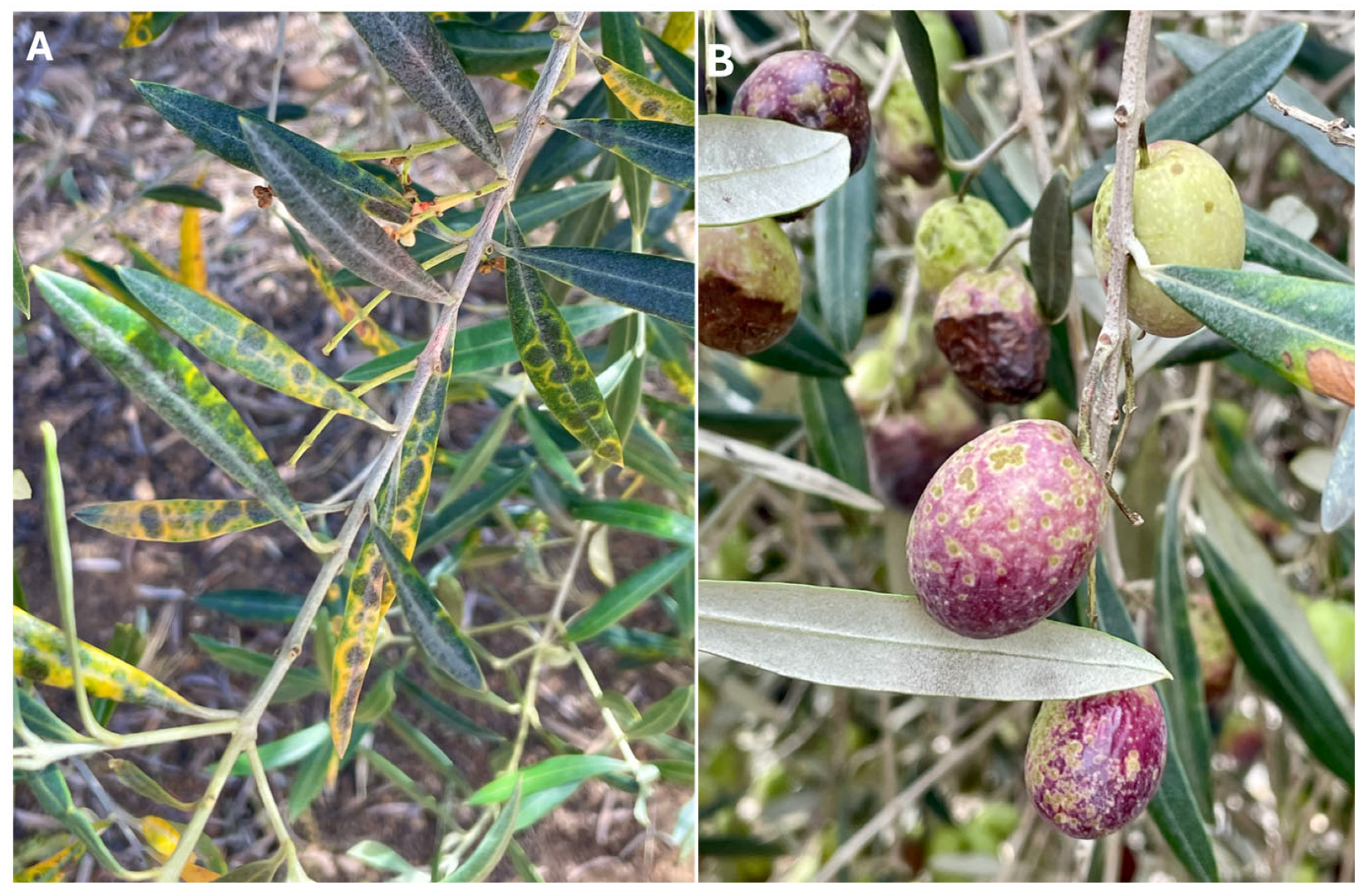 Agronomy 15 00452 g001