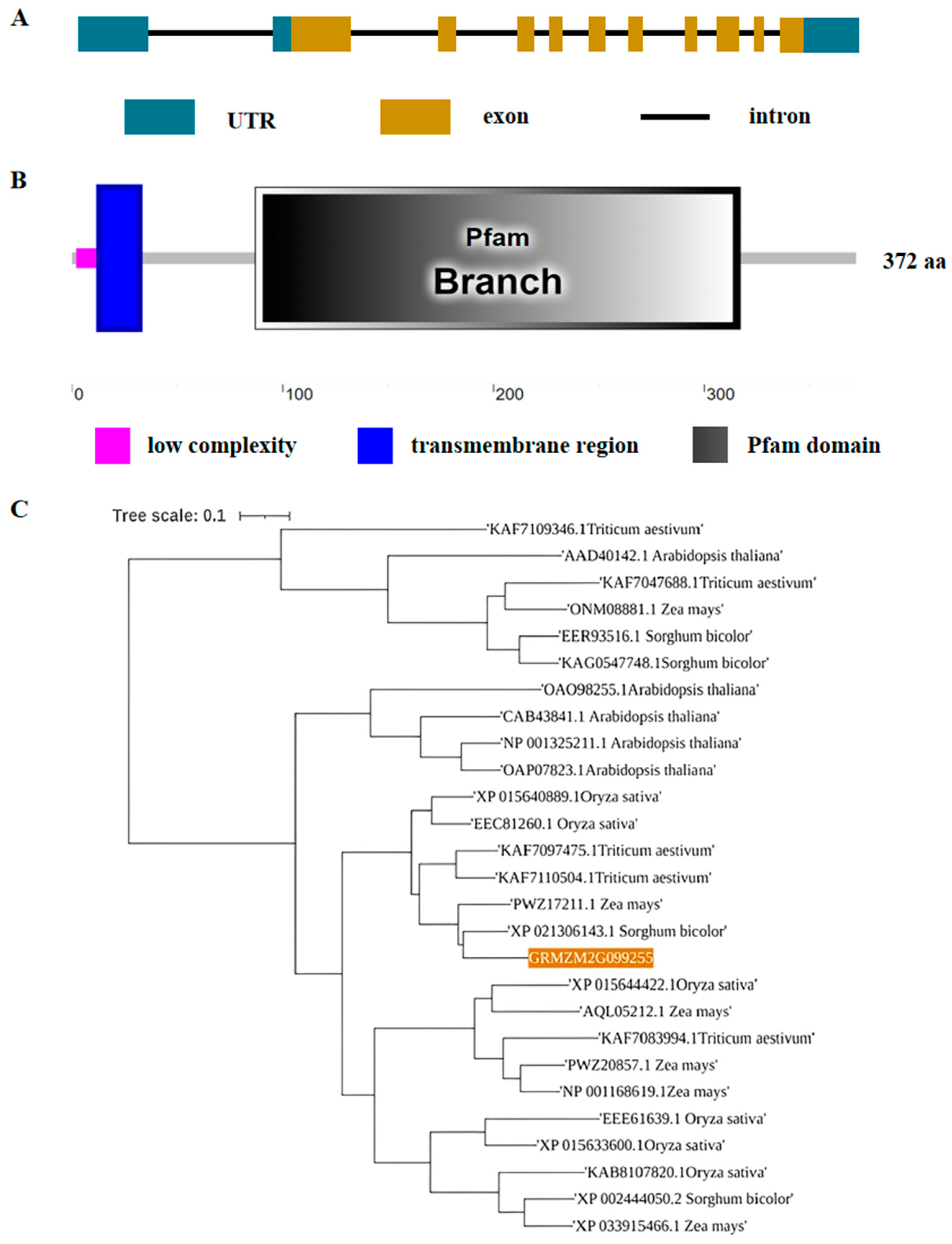 Agronomy 15 00461 g001