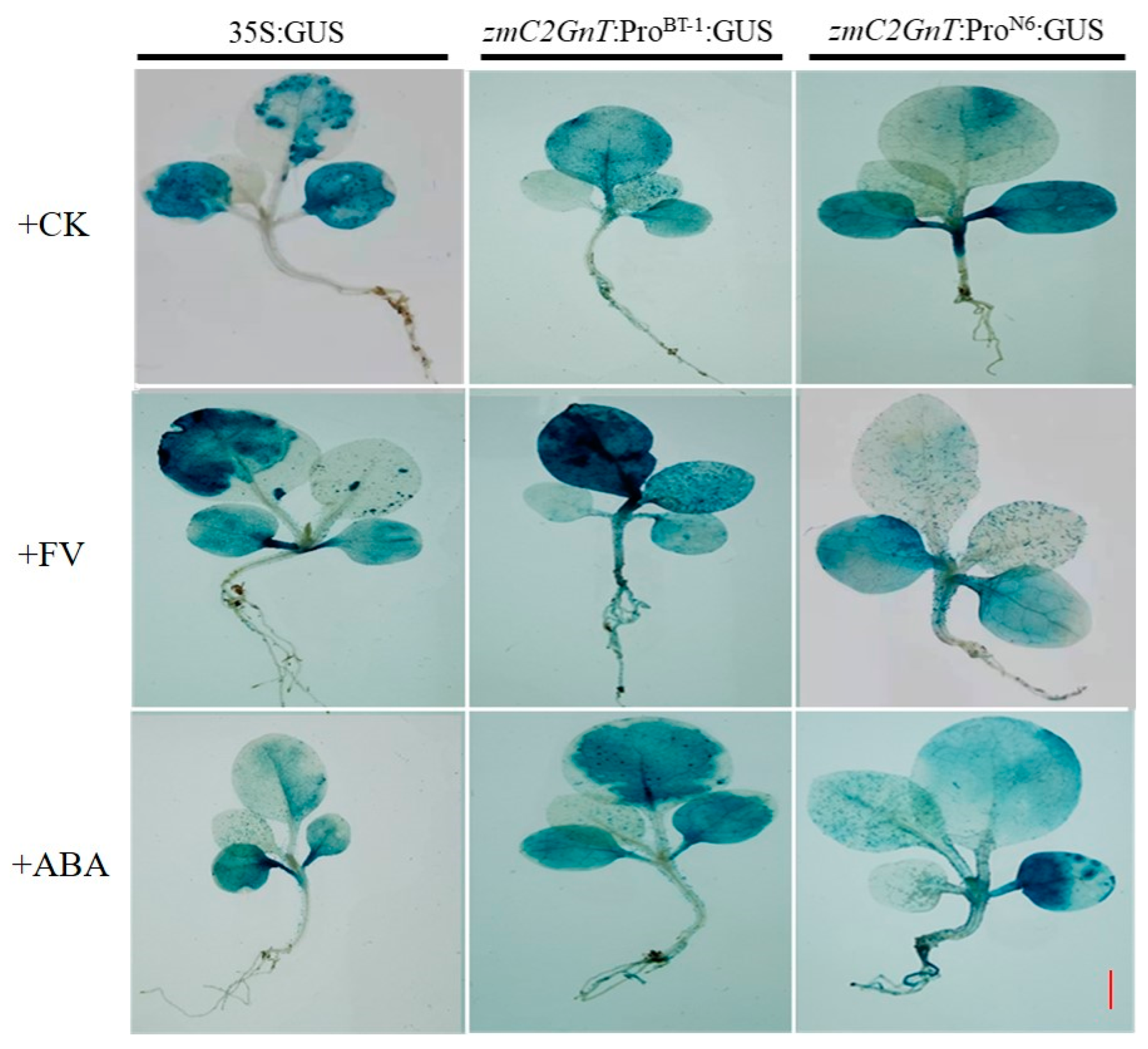 Agronomy 15 00461 g004