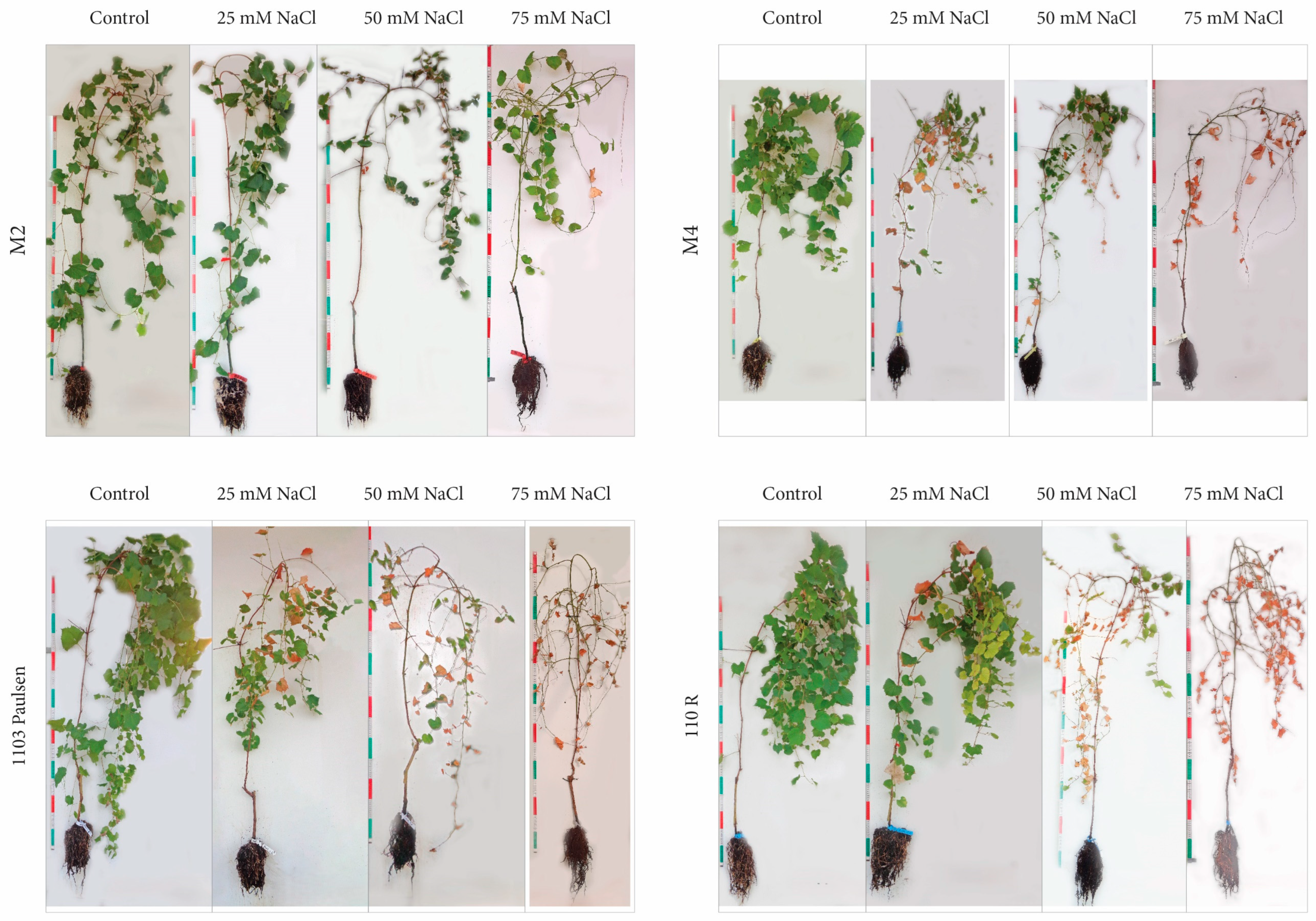 Agronomy 15 00473 g006