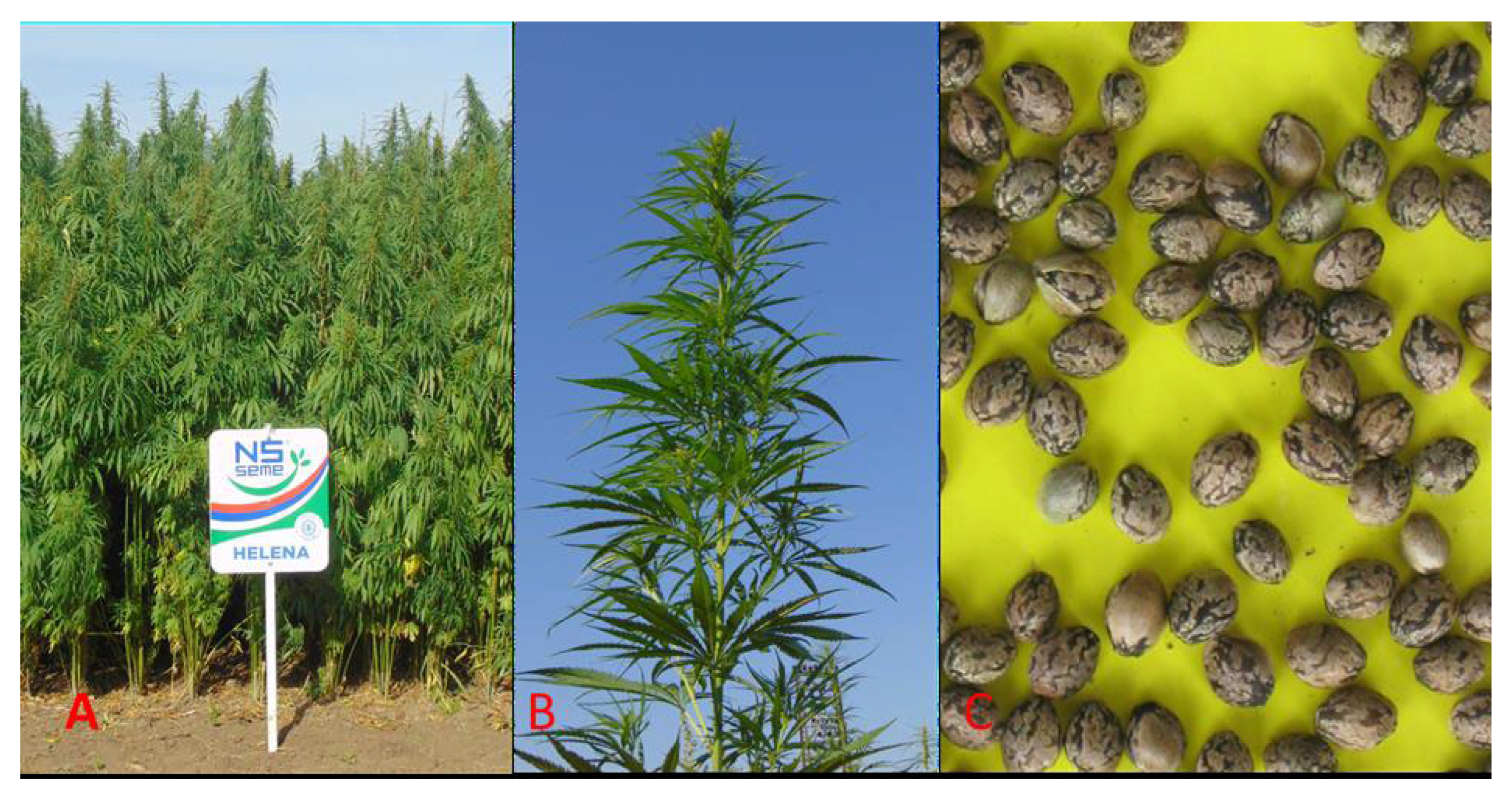 Agronomy 15 00474 g001