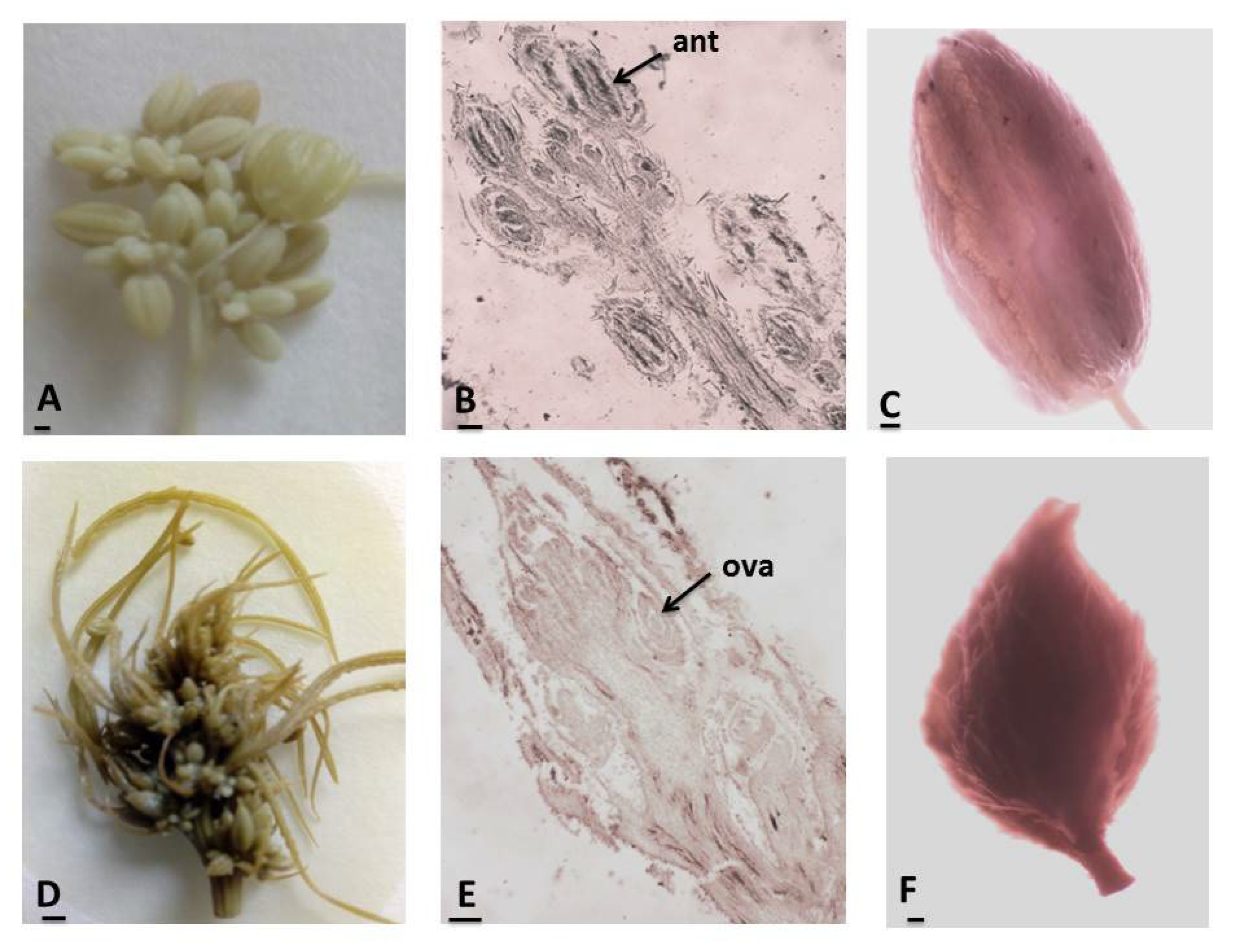 Agronomy 15 00474 g002