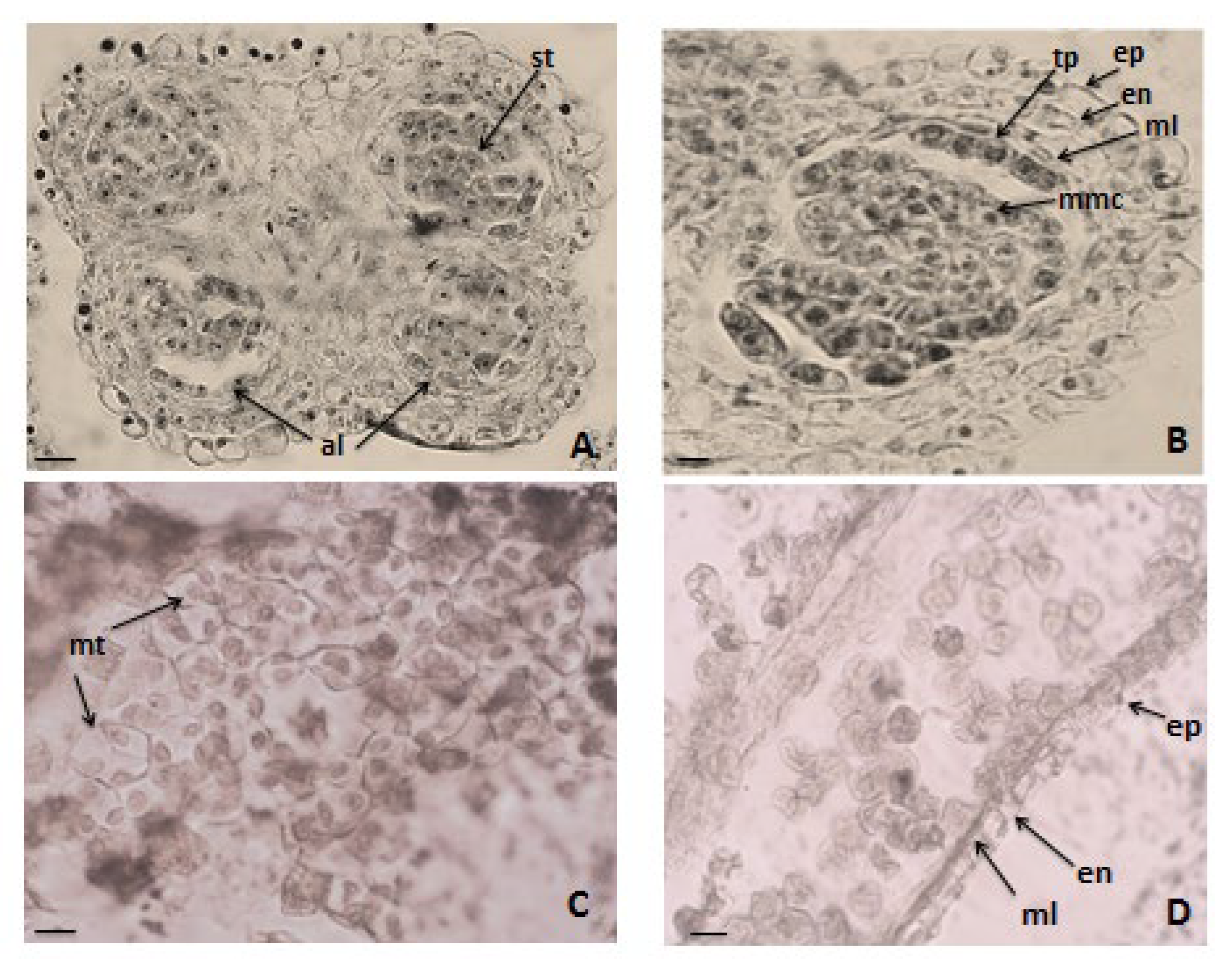 Agronomy 15 00474 g003