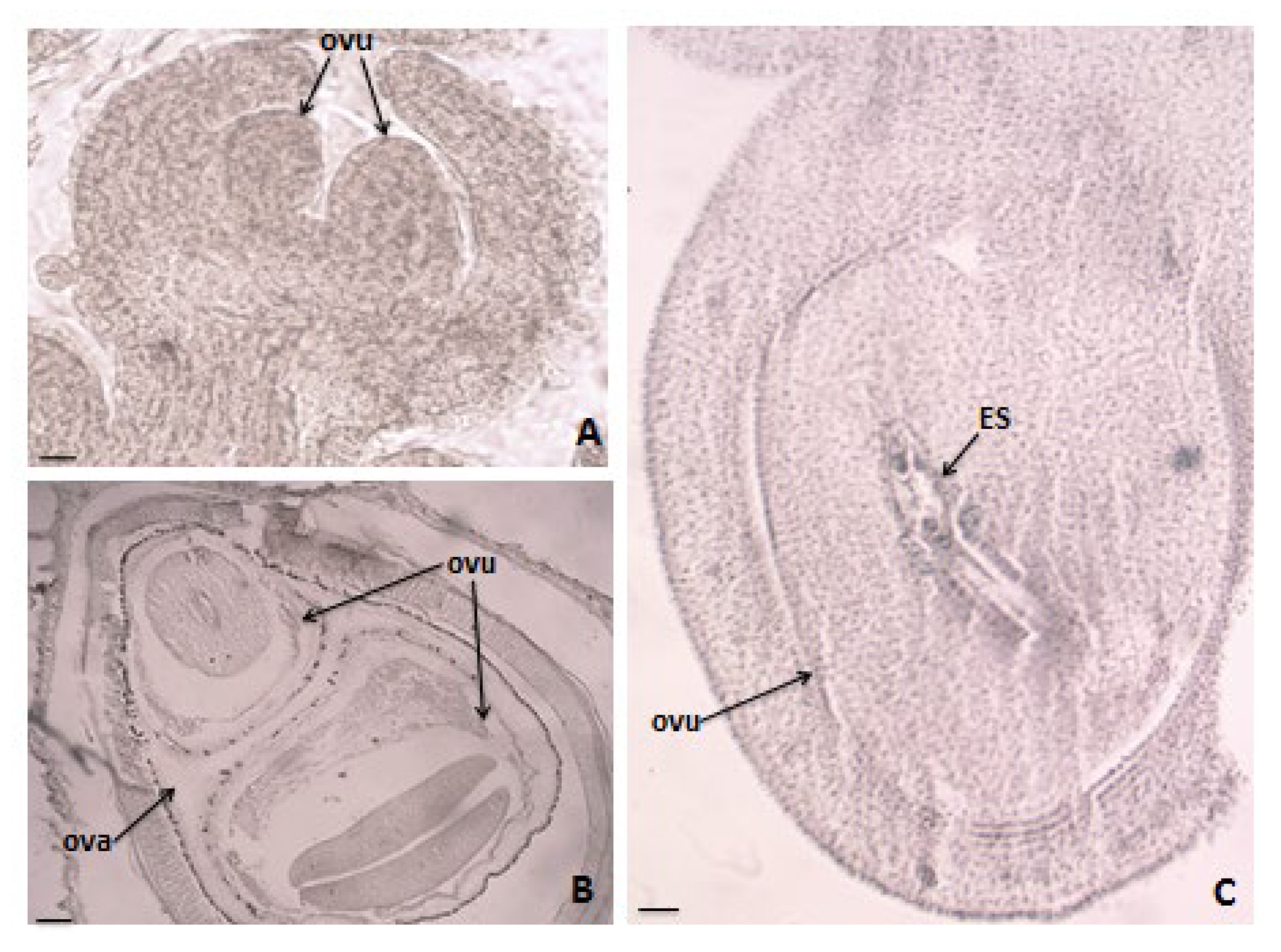 Agronomy 15 00474 g004