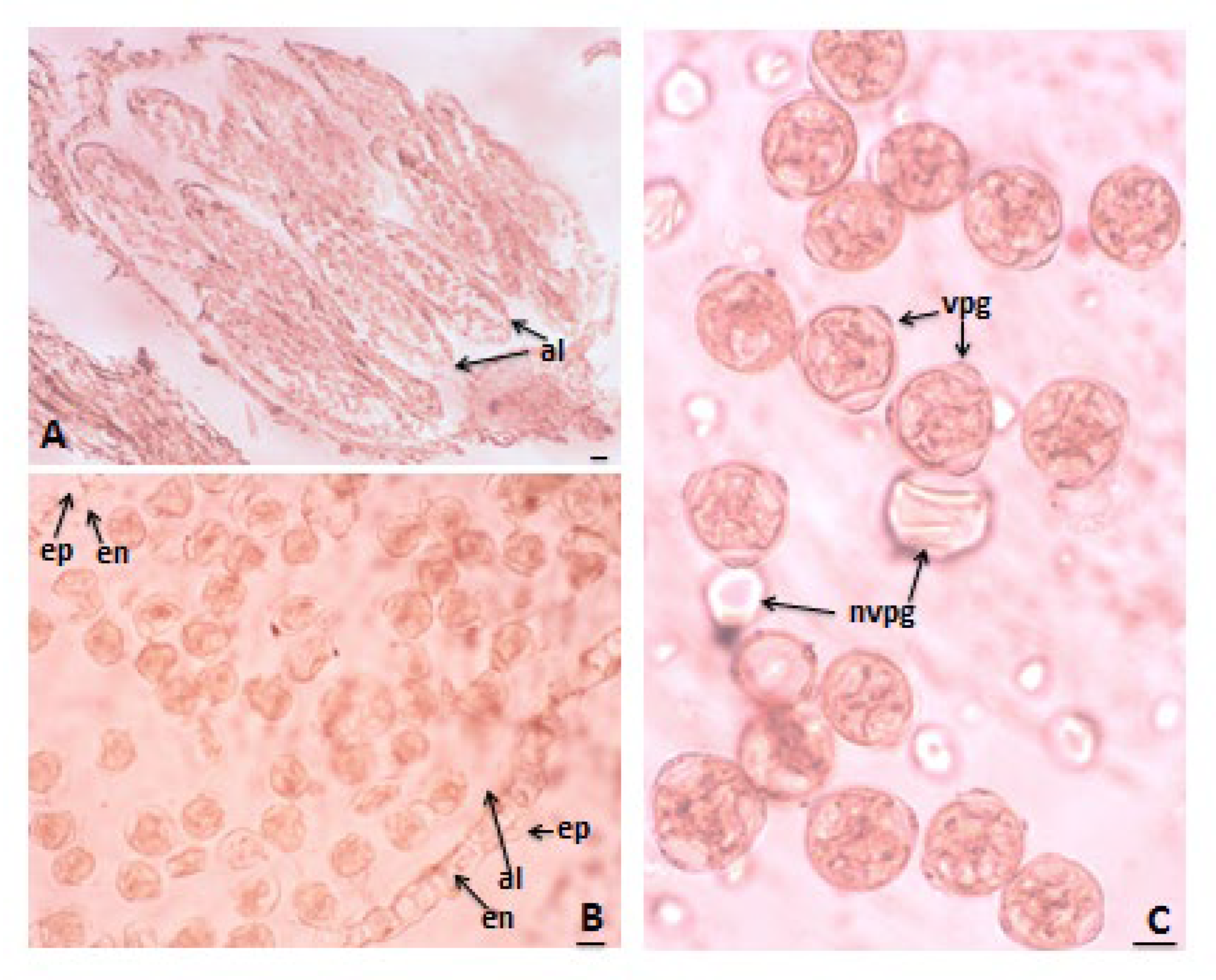 Agronomy 15 00474 g007