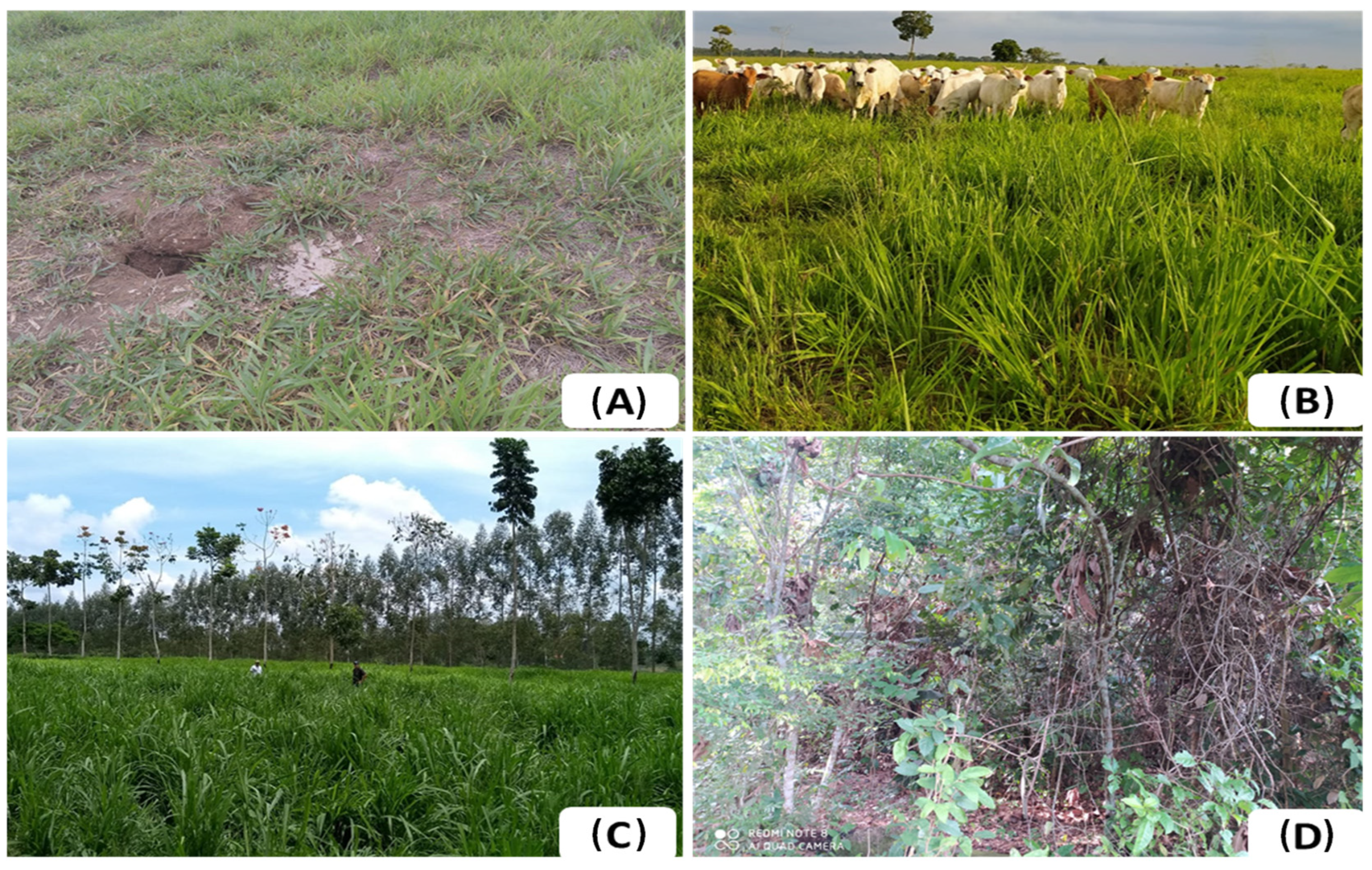 Agronomy 15 00488 g001