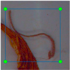 Agronomy 15 00489 i007