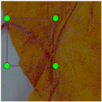 Agronomy 15 00489 i011