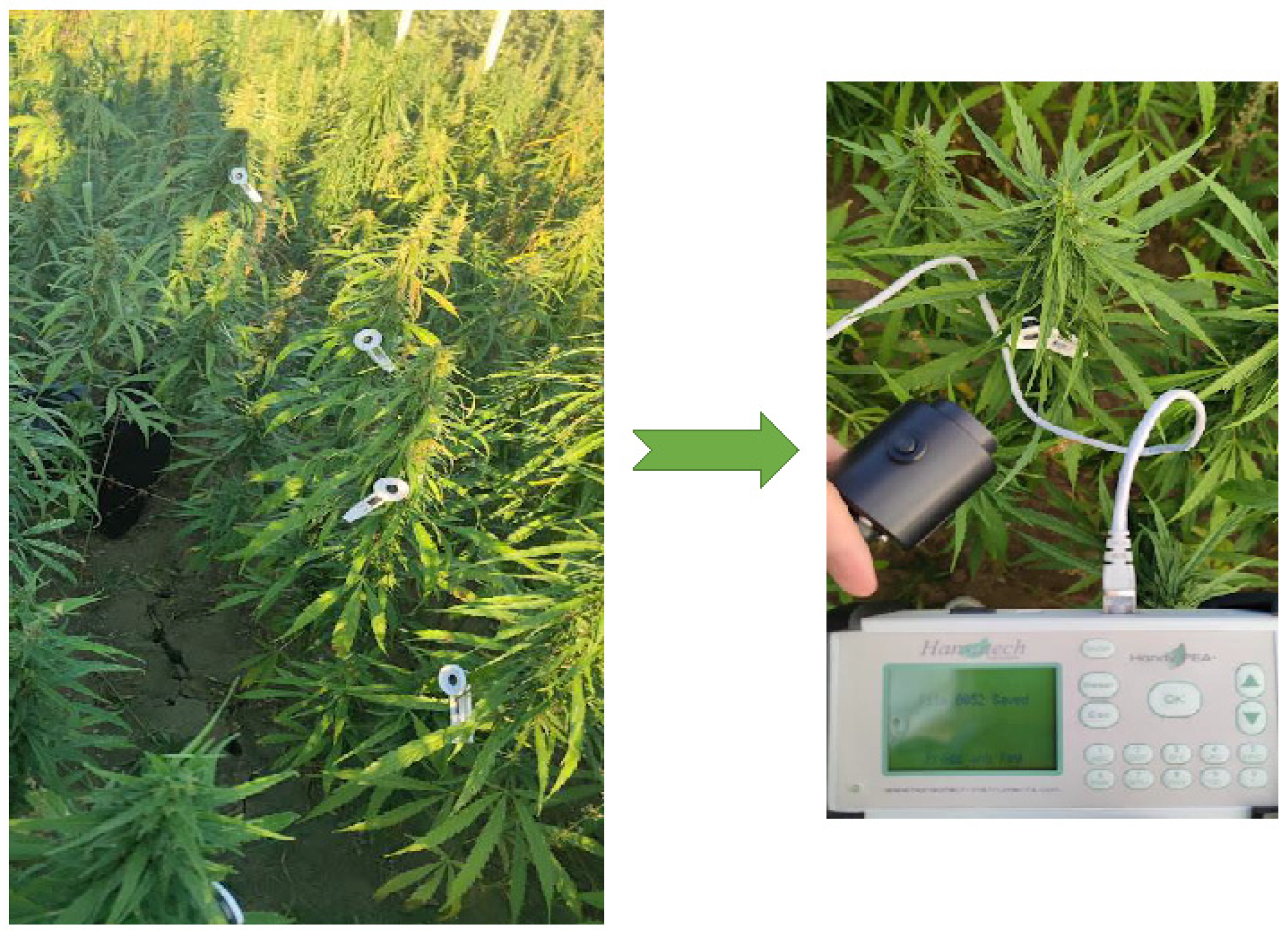 Agronomy 15 00496 g002