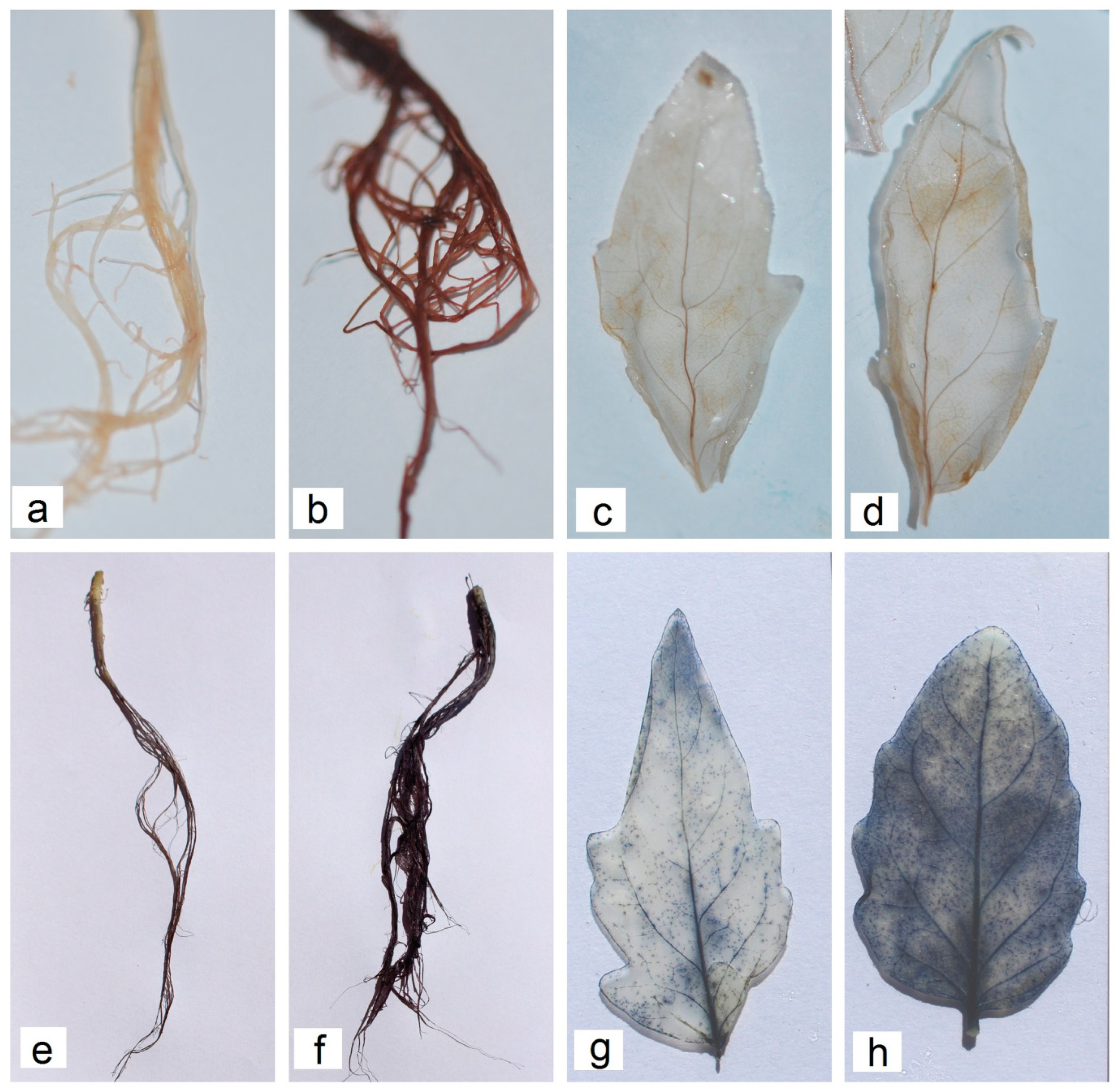 Agronomy 15 00507 g002