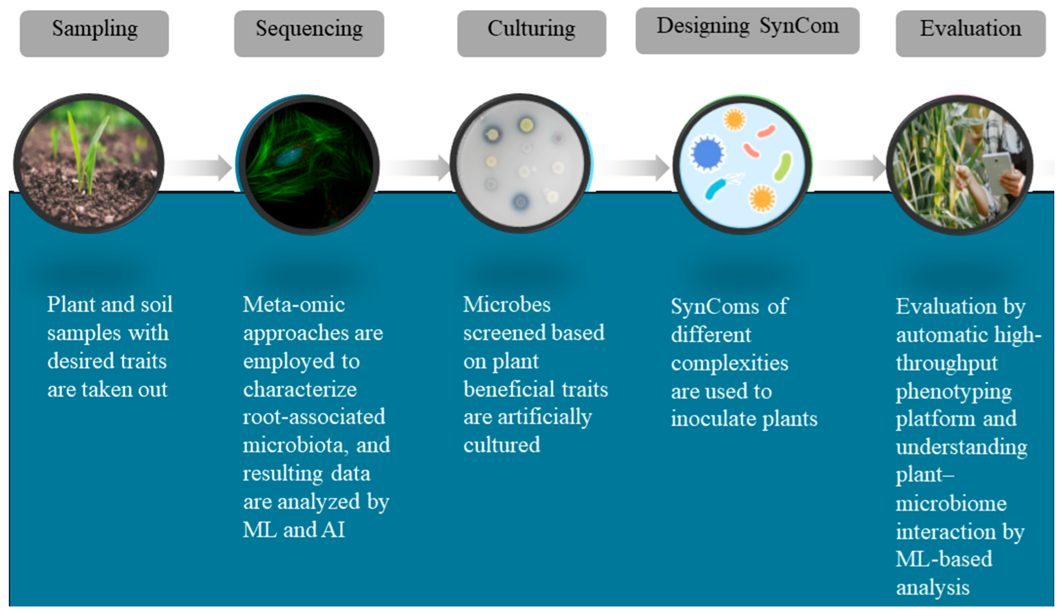 Agronomy 15 00513 g002