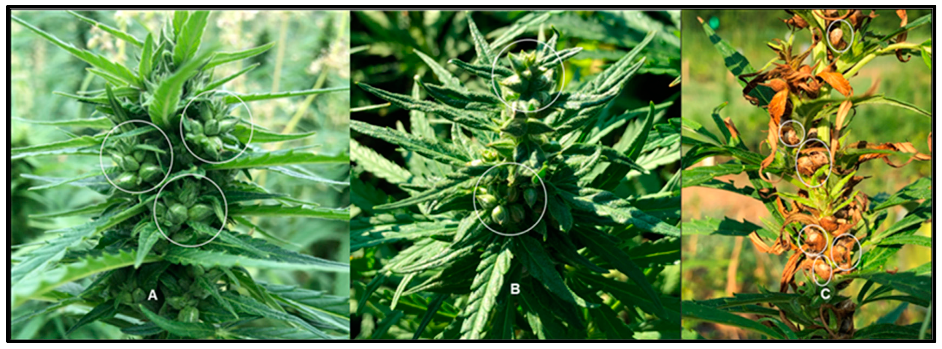 Agronomy 15 00515 g002