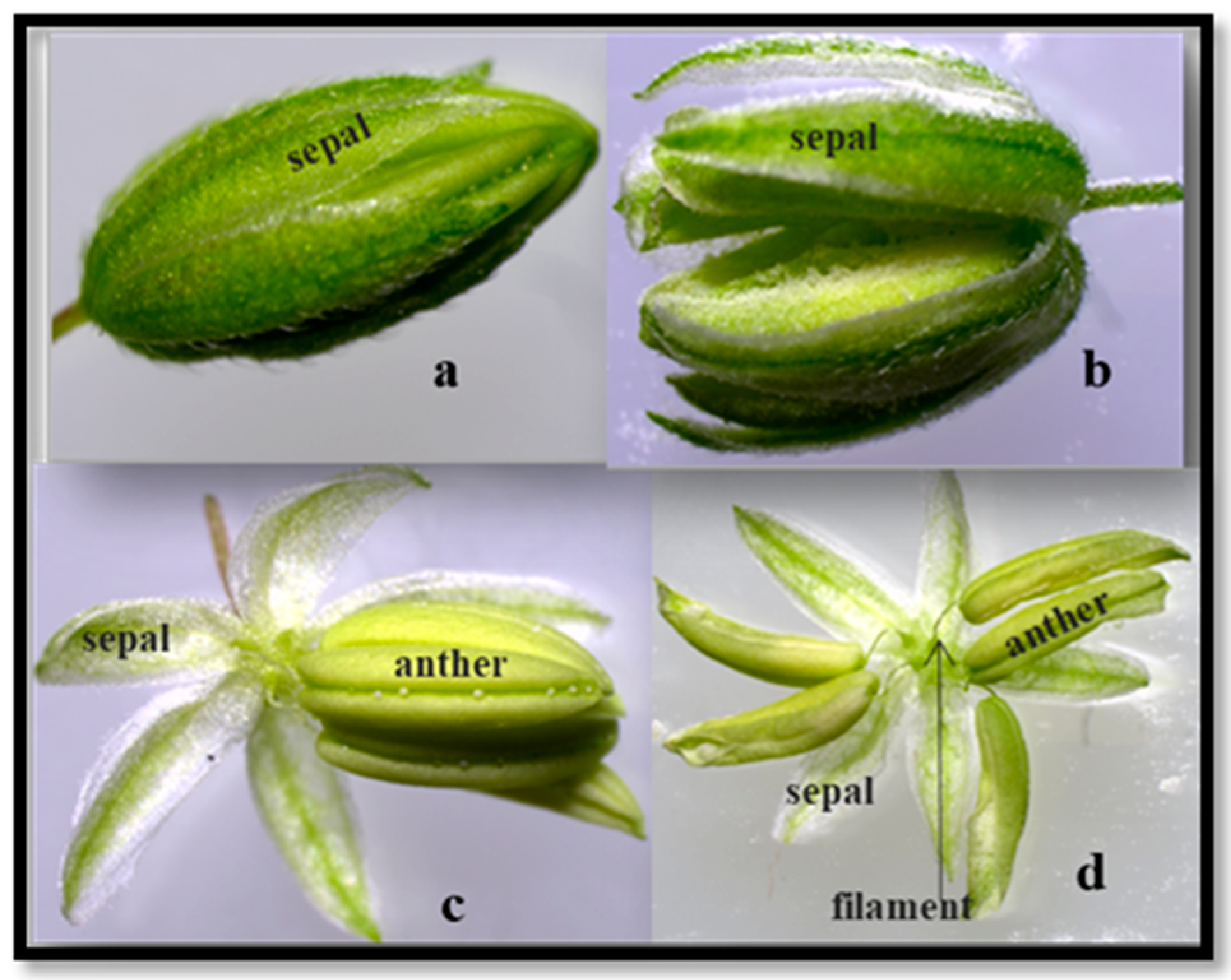 Agronomy 15 00515 g004