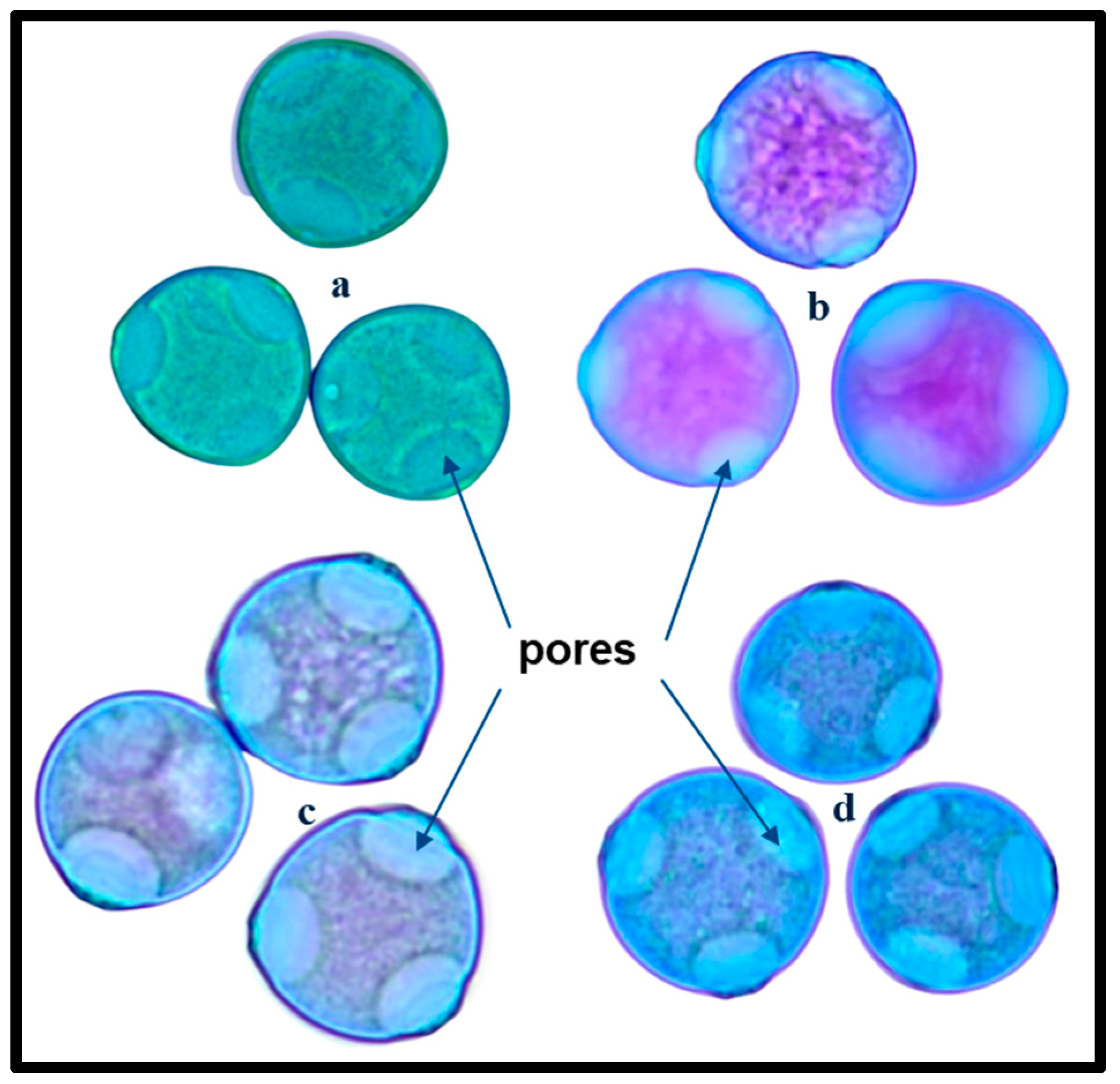 Agronomy 15 00515 g005