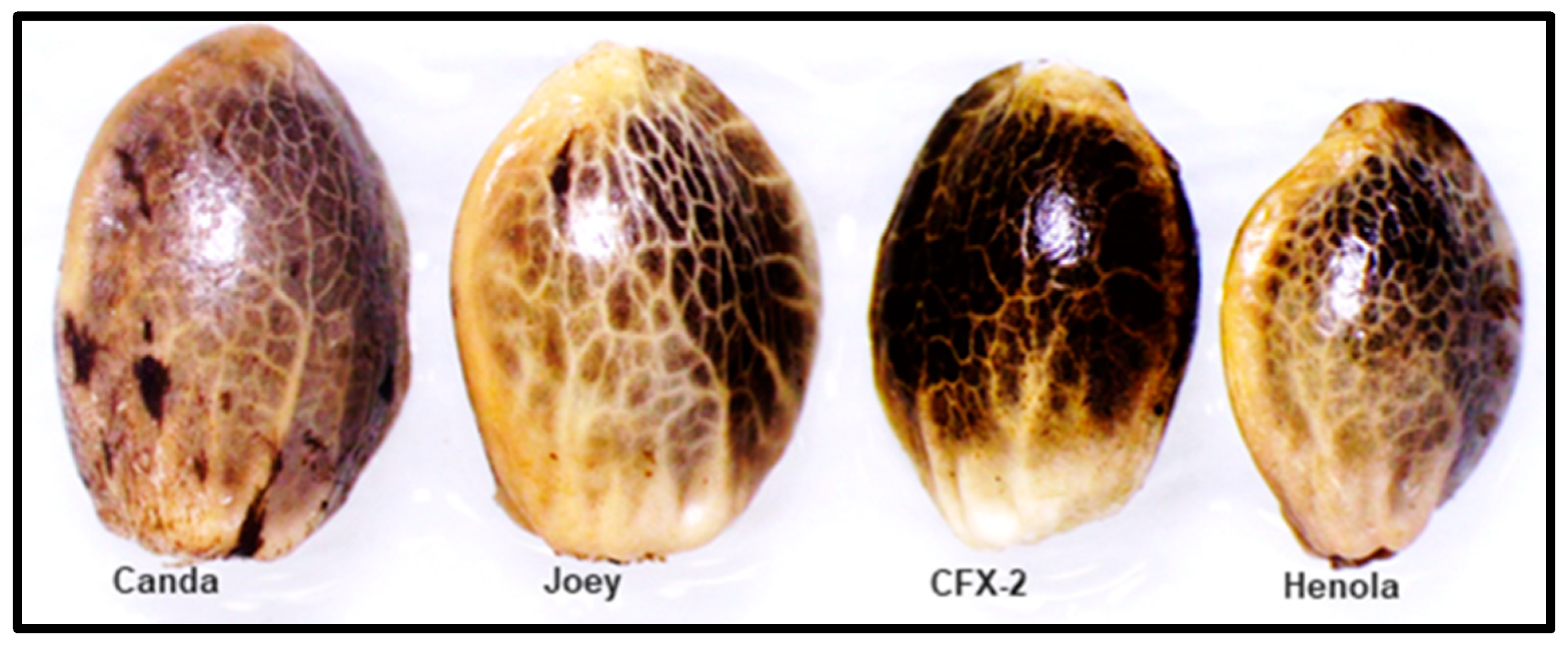 Agronomy 15 00515 g013