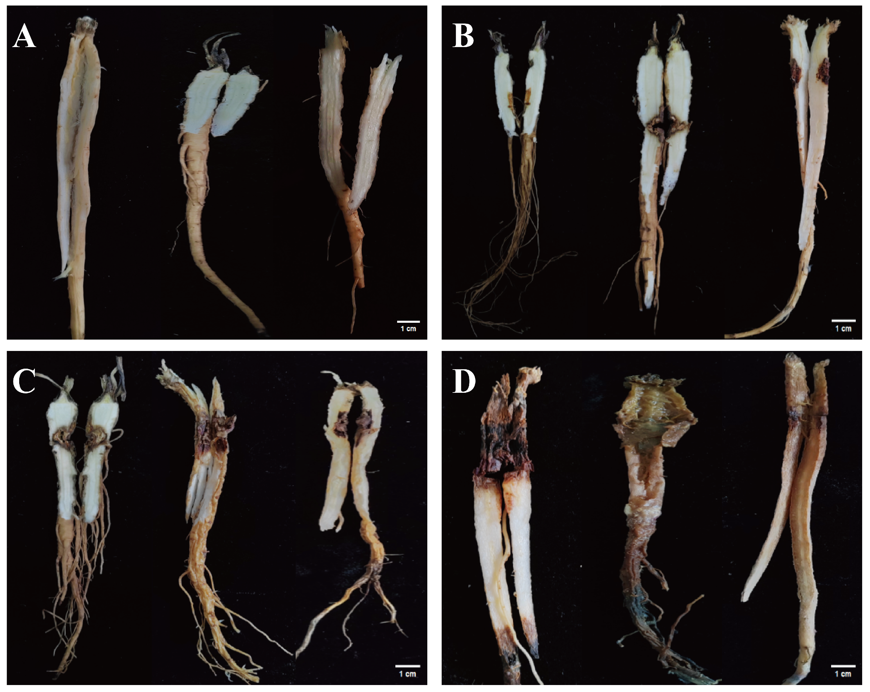 Agronomy 15 00522 g001