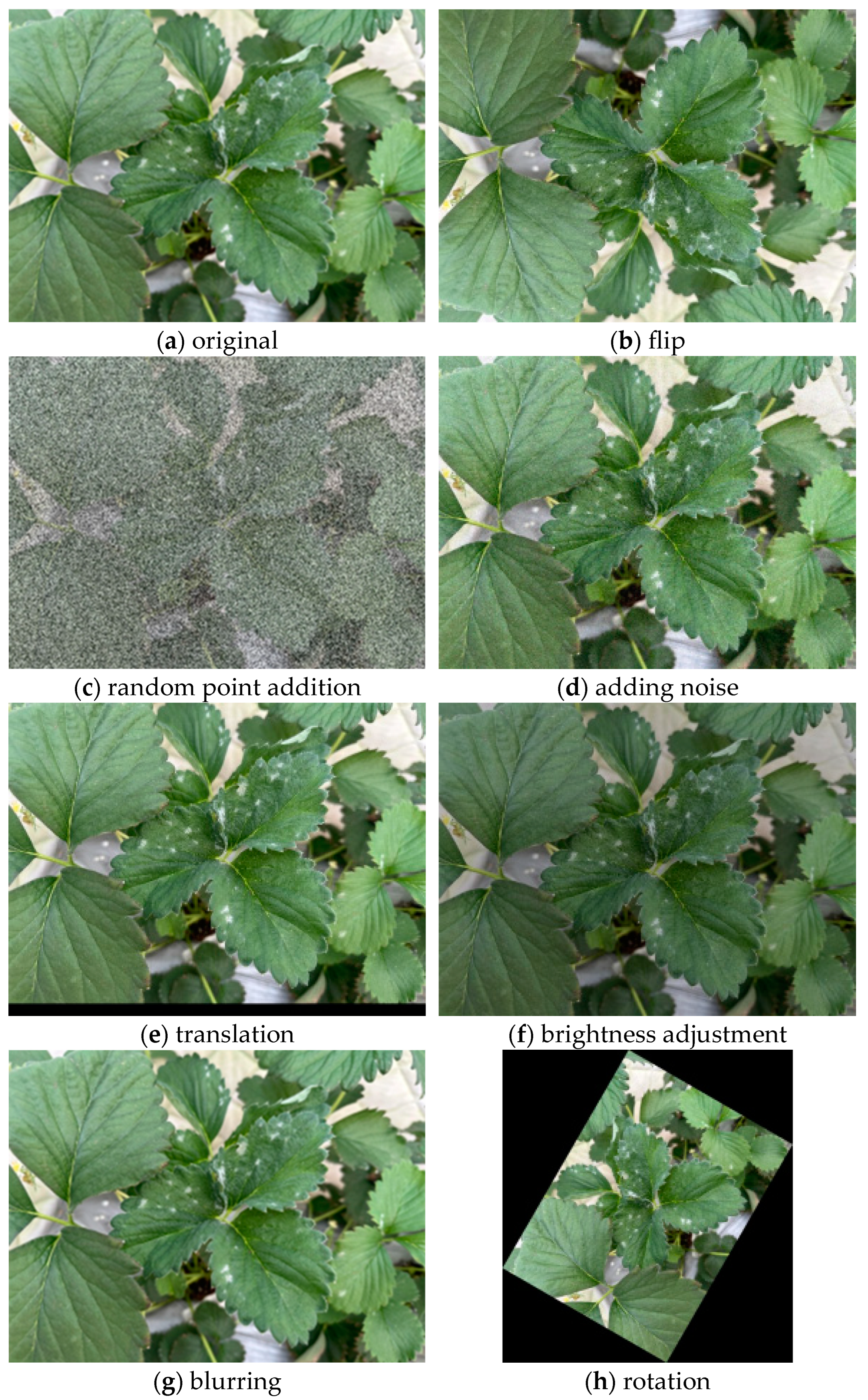 Agronomy 15 00525 g002