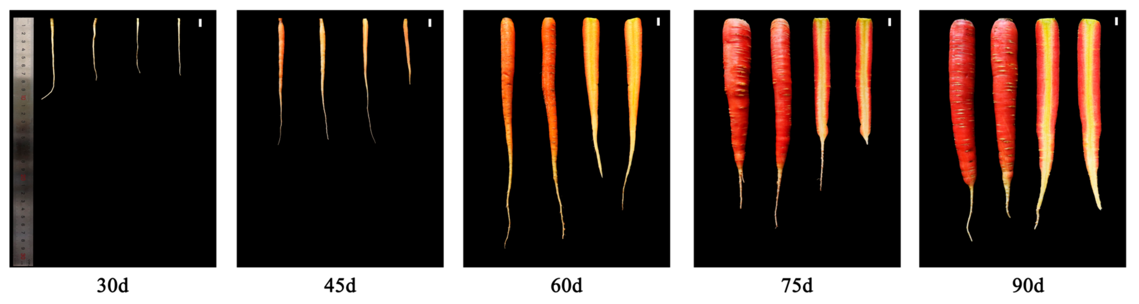 Agronomy 15 00530 g001