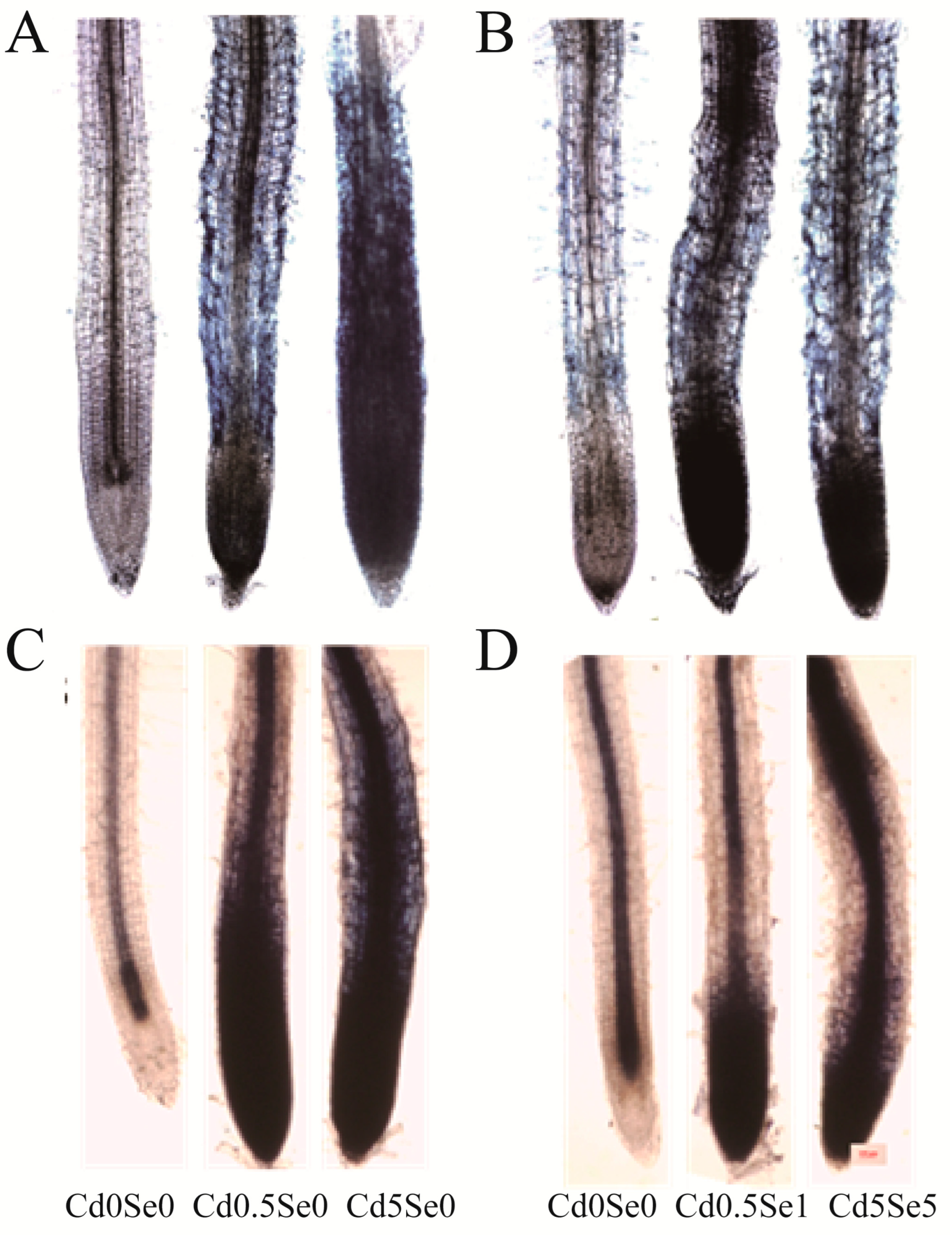 Agronomy 15 00541 g002