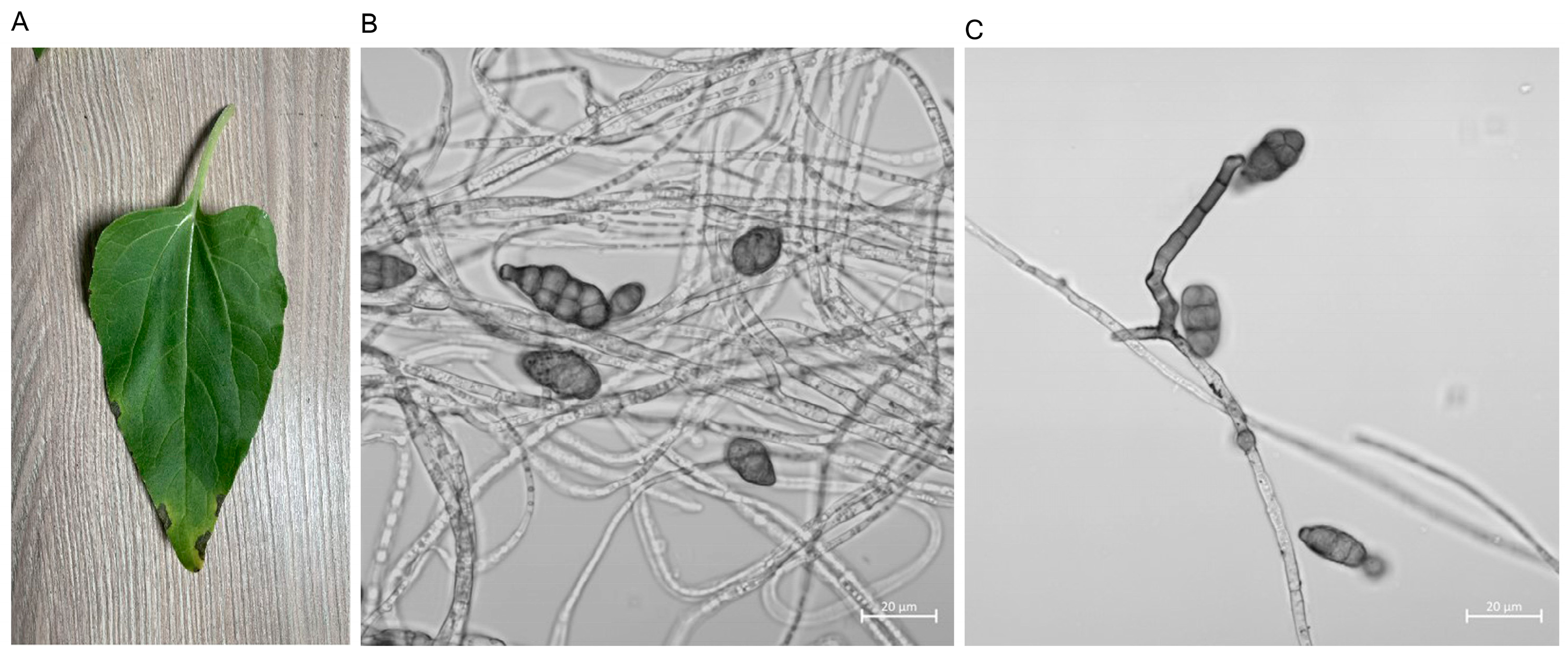 Agronomy 15 00547 g001