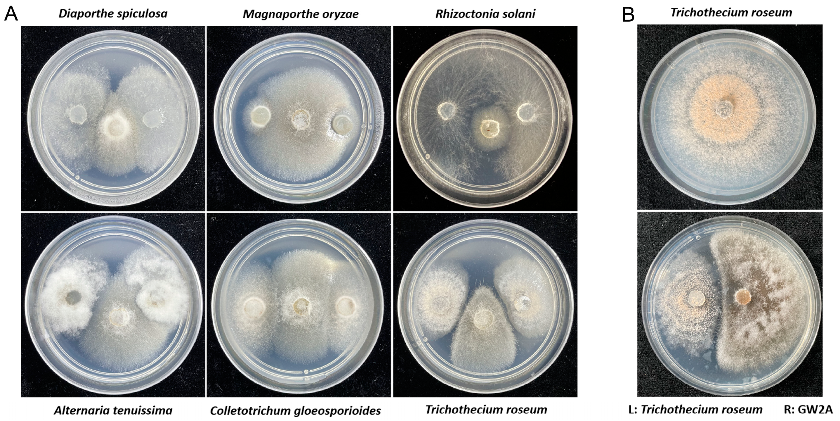 Agronomy 15 00547 g004