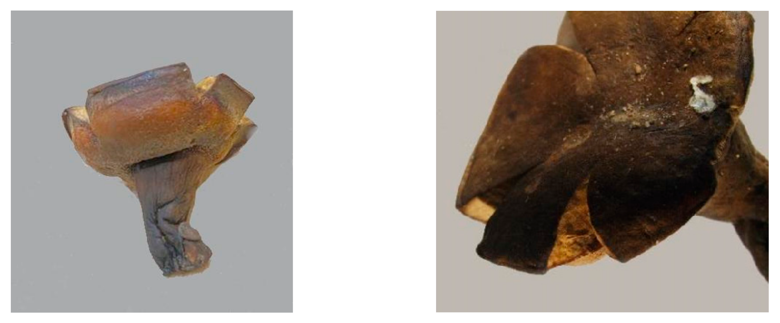 Agronomy 15 00551 g003