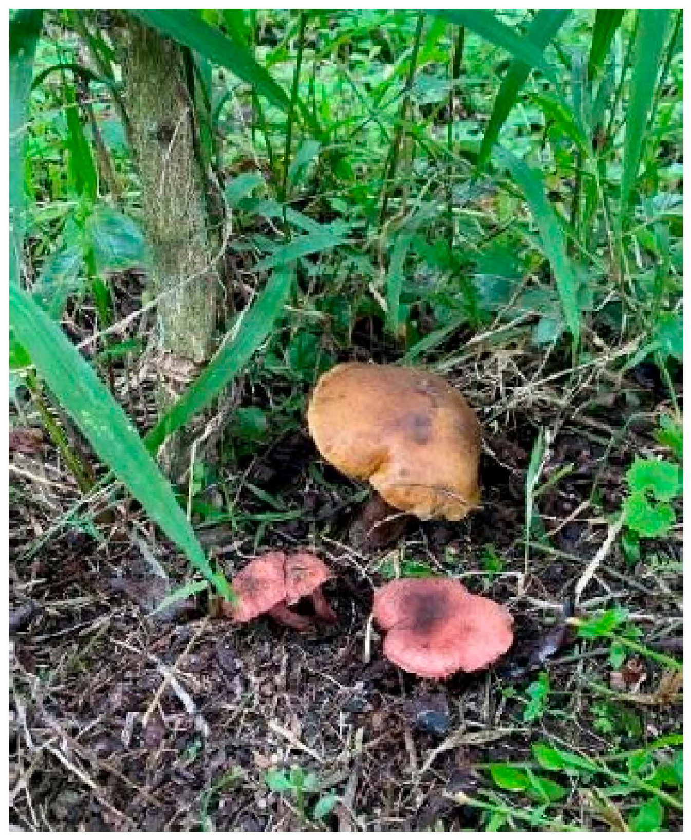 Agronomy 15 00551 g005