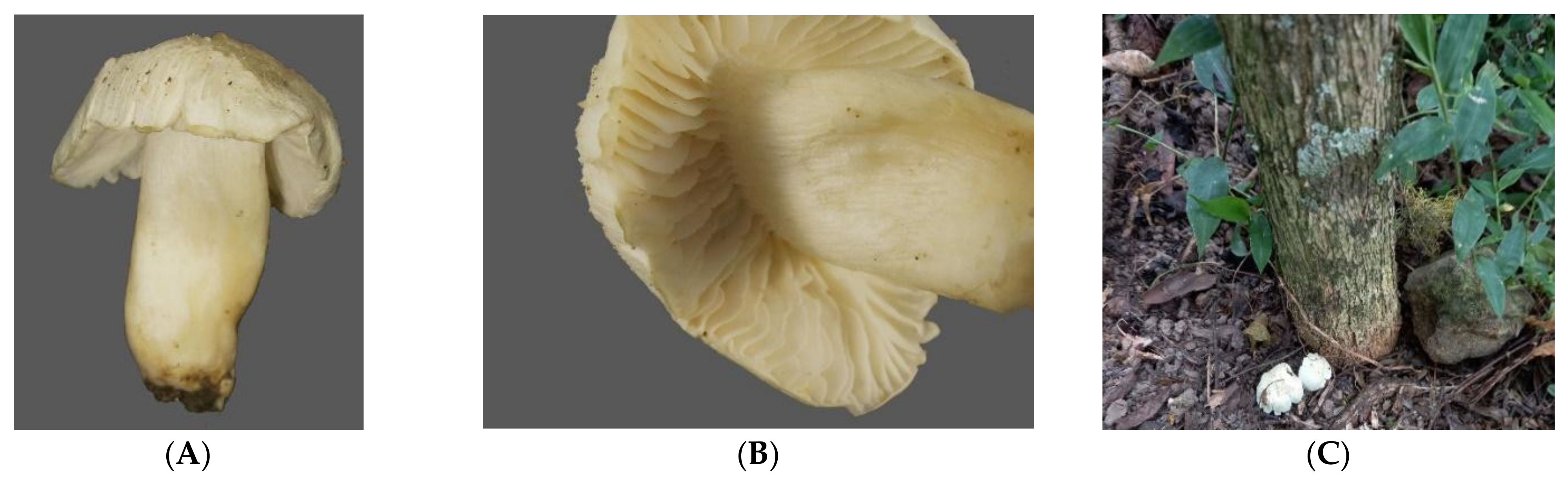 Agronomy 15 00551 g006