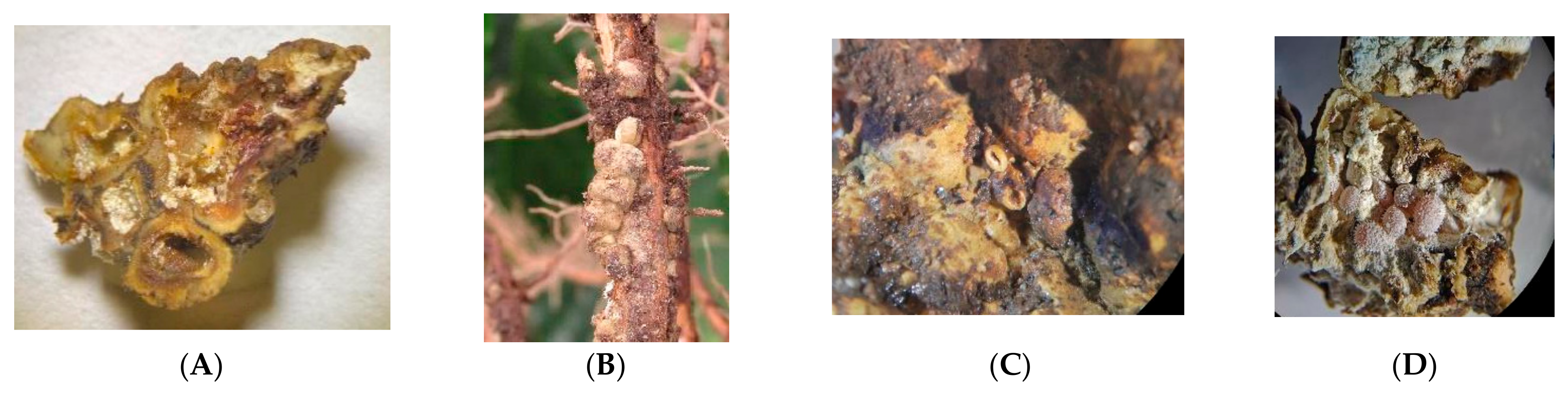 Agronomy 15 00551 g007