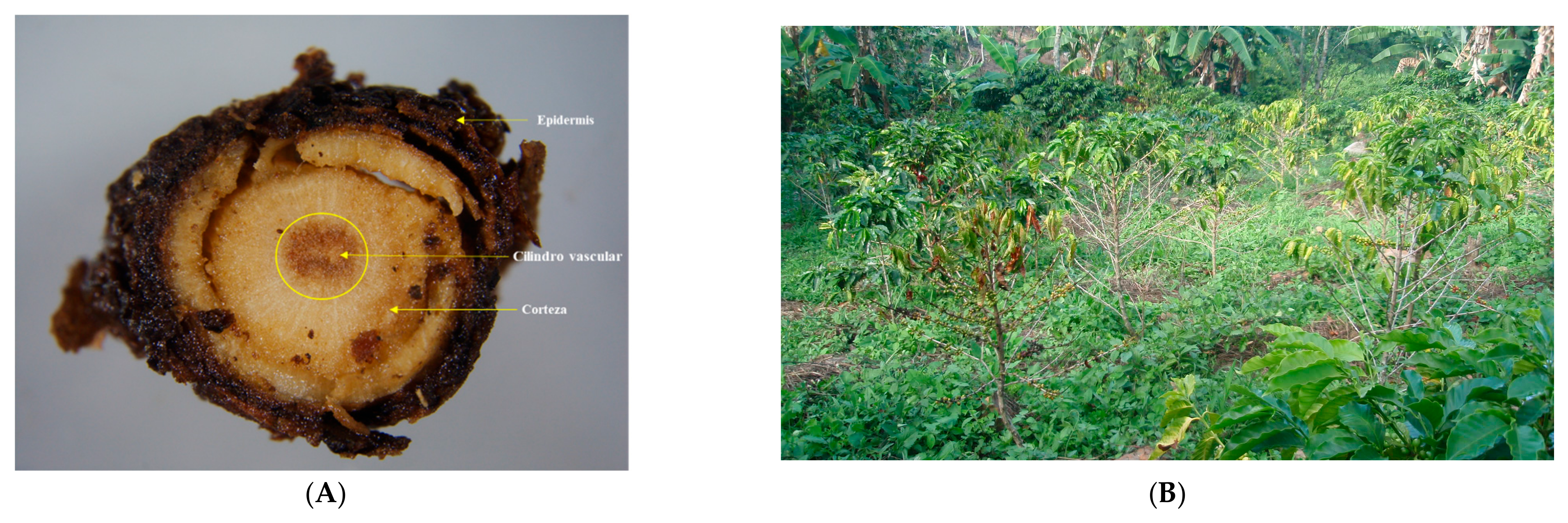 Agronomy 15 00551 g008