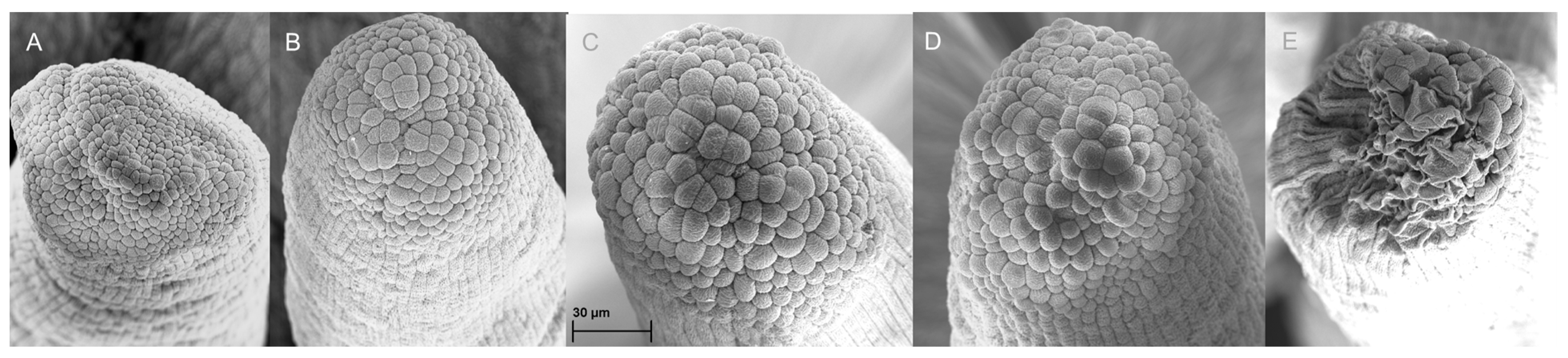 Agronomy 15 00552 g007