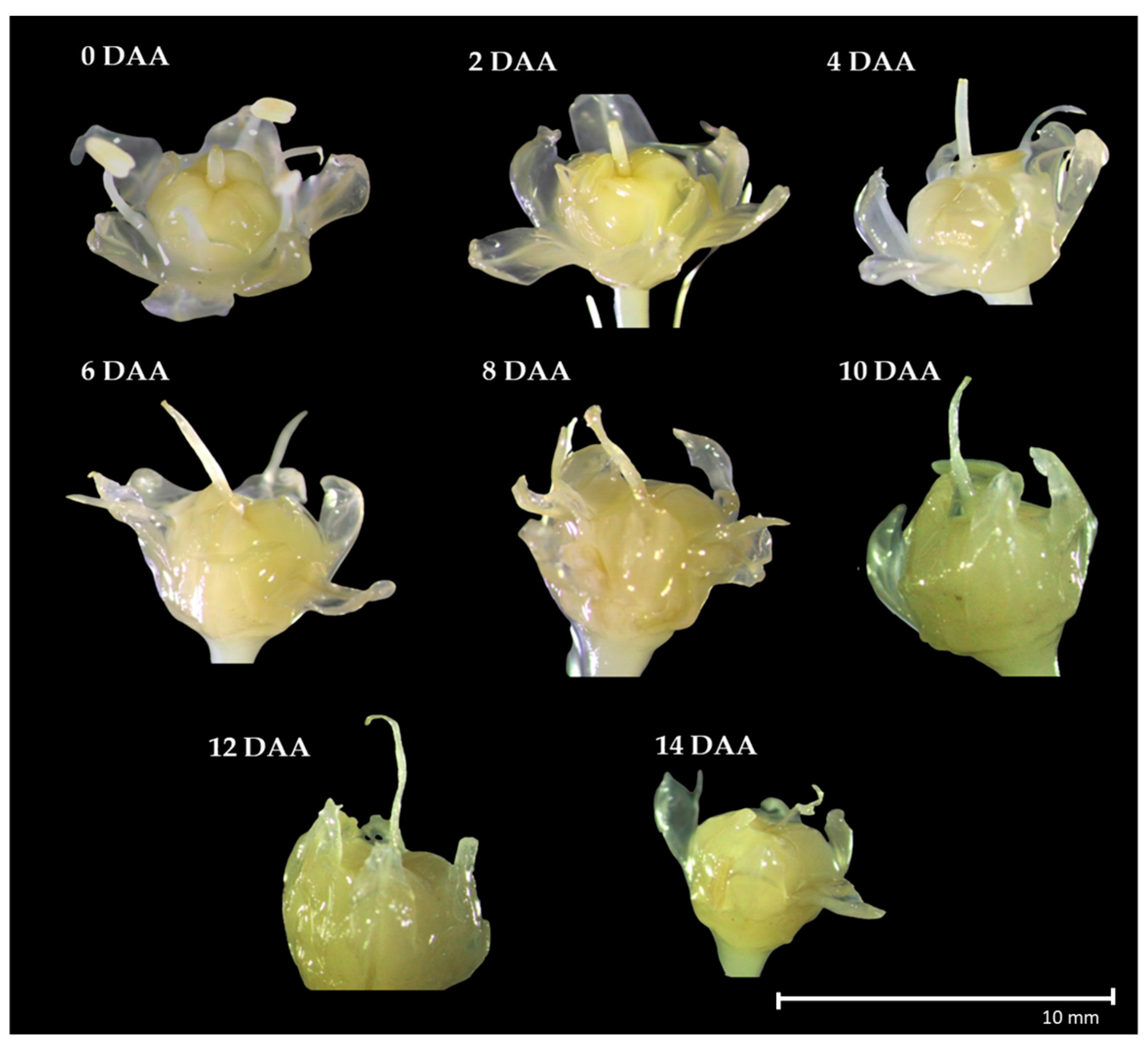 Agronomy 15 00552 g008