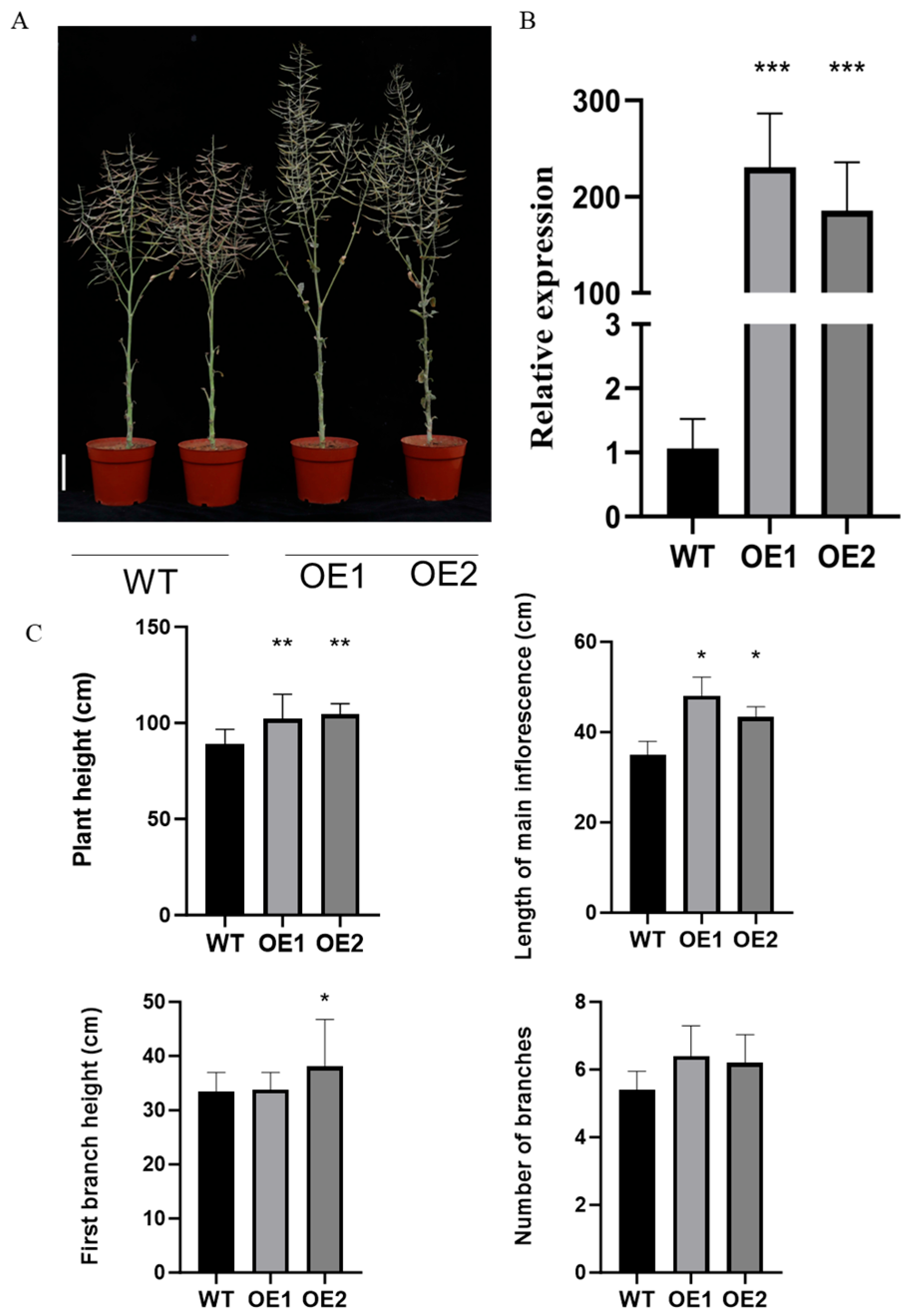 Agronomy 15 00554 g004 Agronomy 15 00554 g004