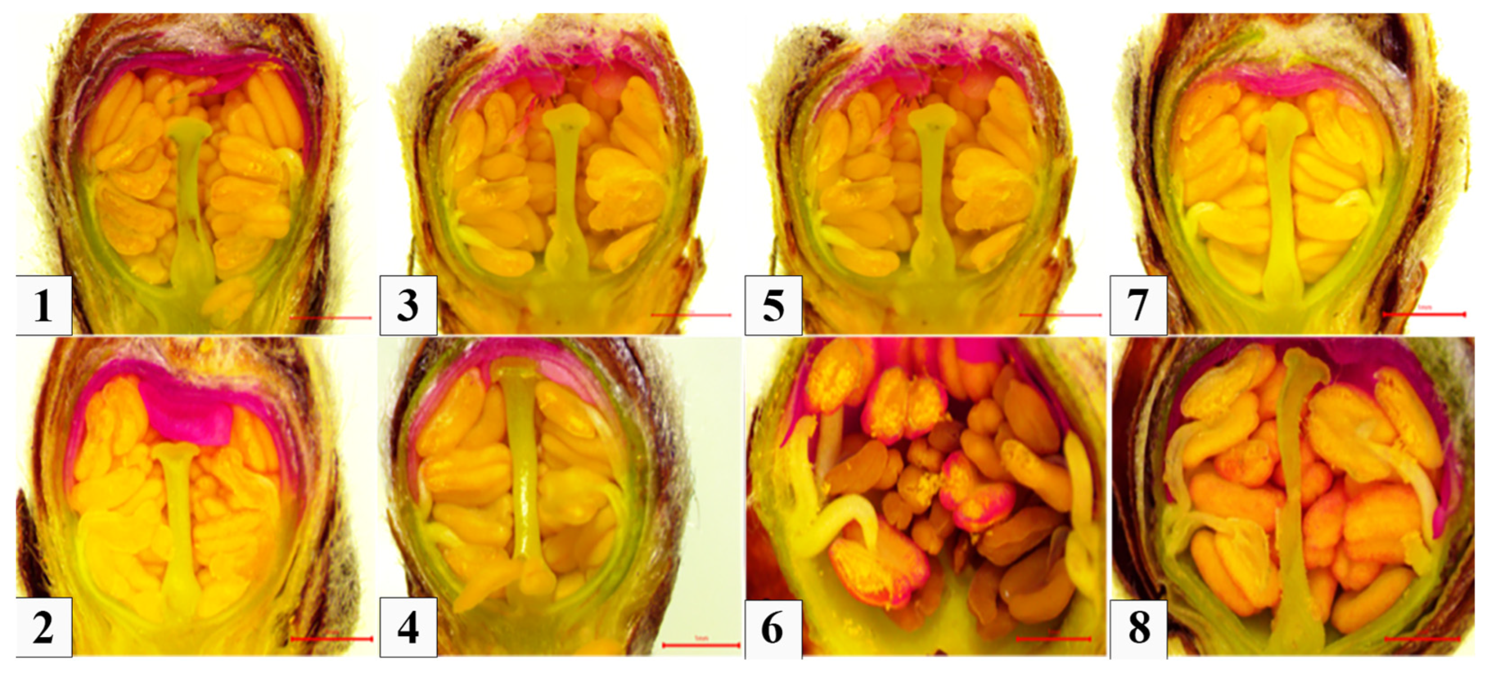 Agronomy 15 00556 g001
