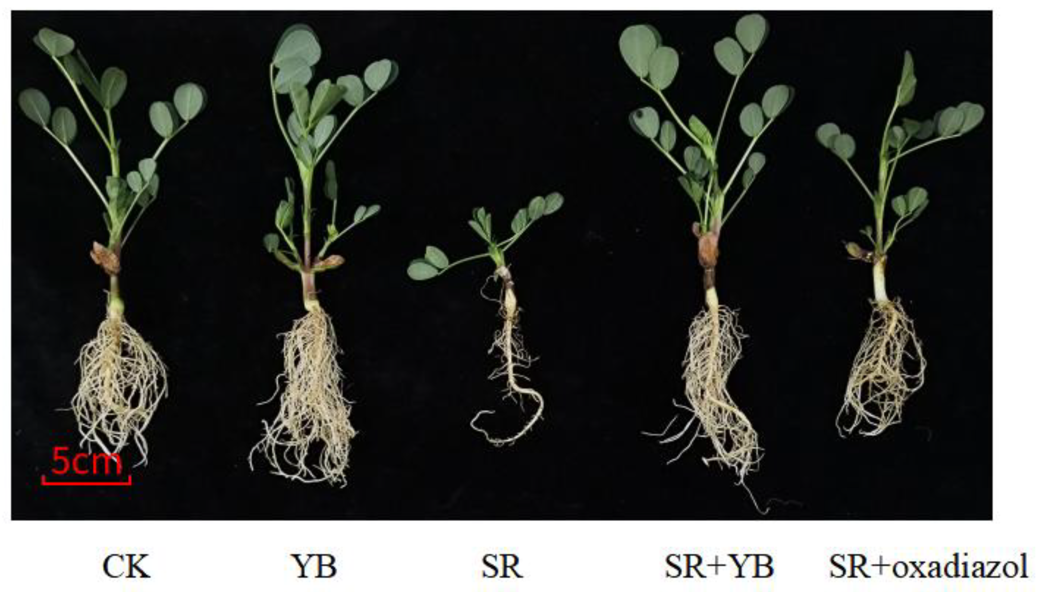 Agronomy 15 00568 g004