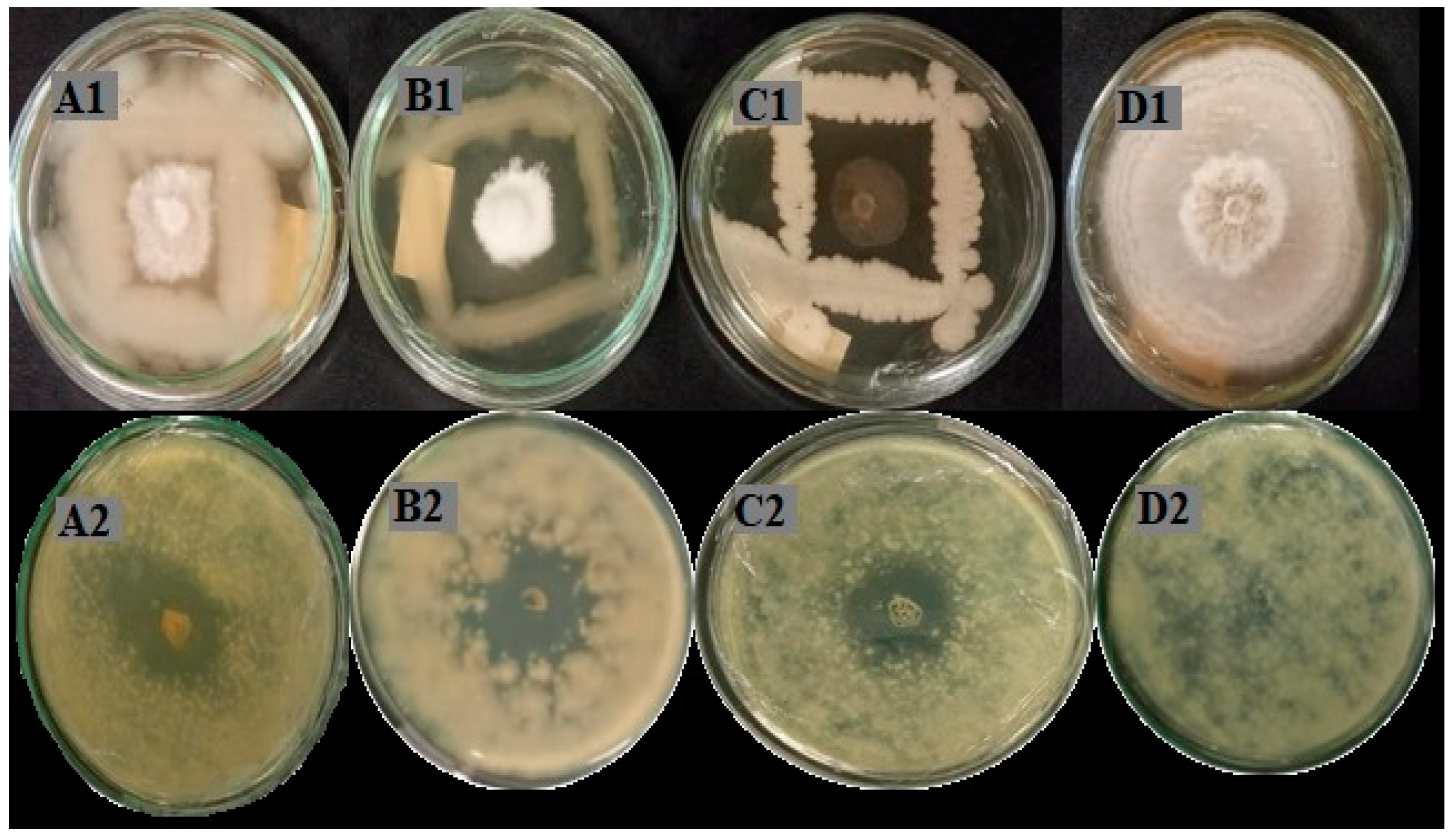 Agronomy 15 00569 g001