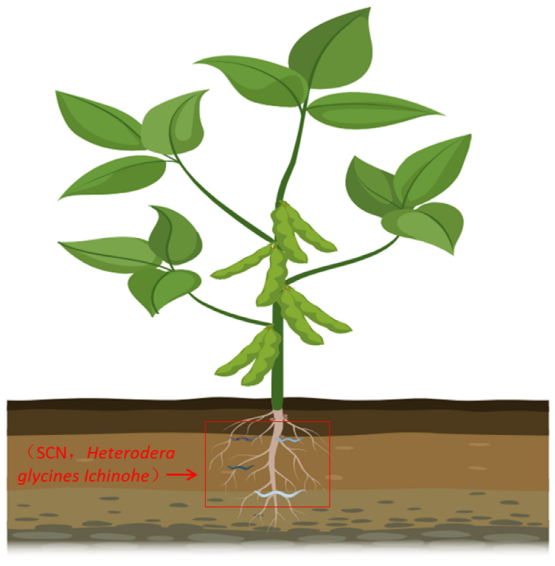 Agronomy 15 00574 g001