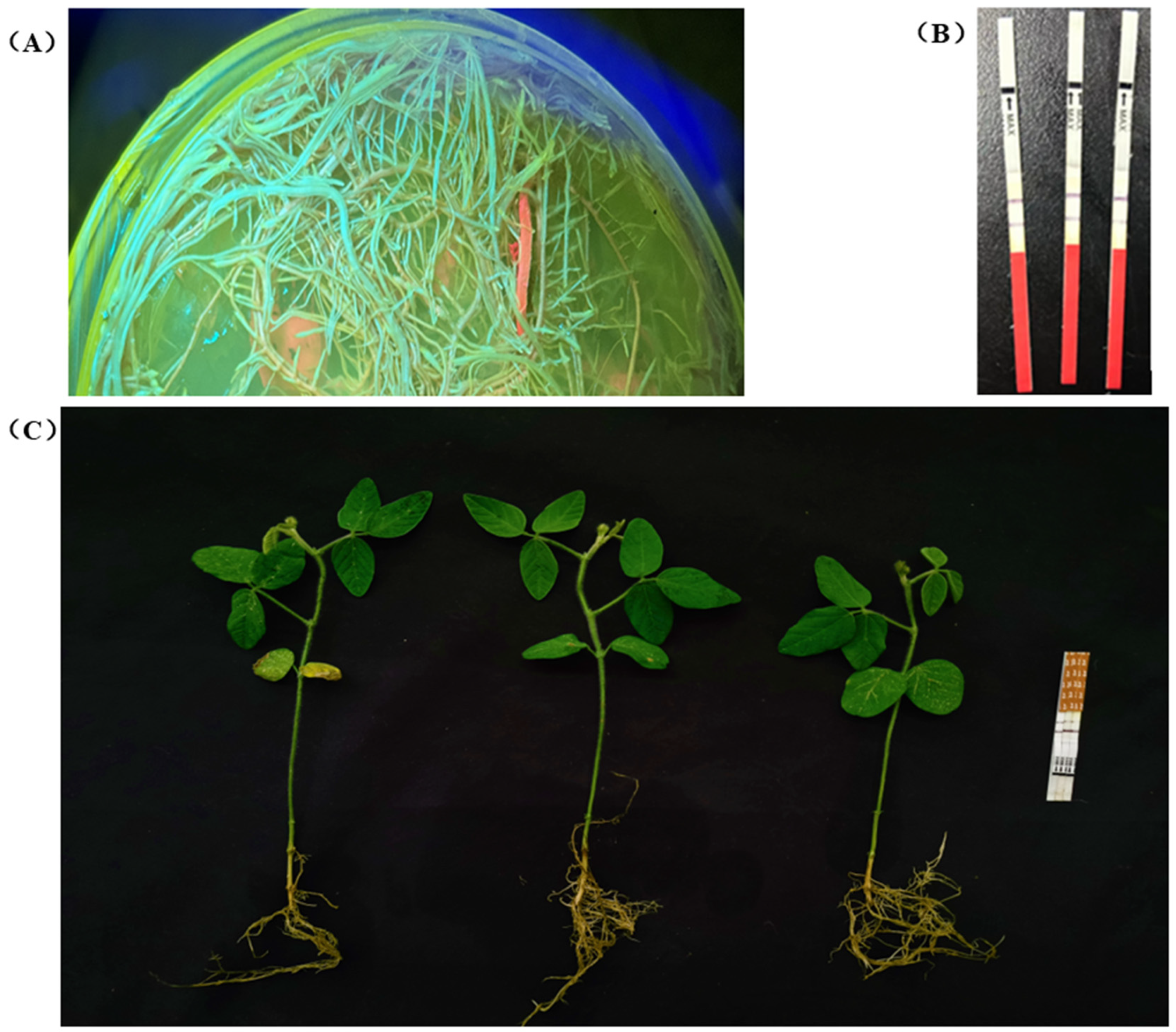 Agronomy 15 00574 g004