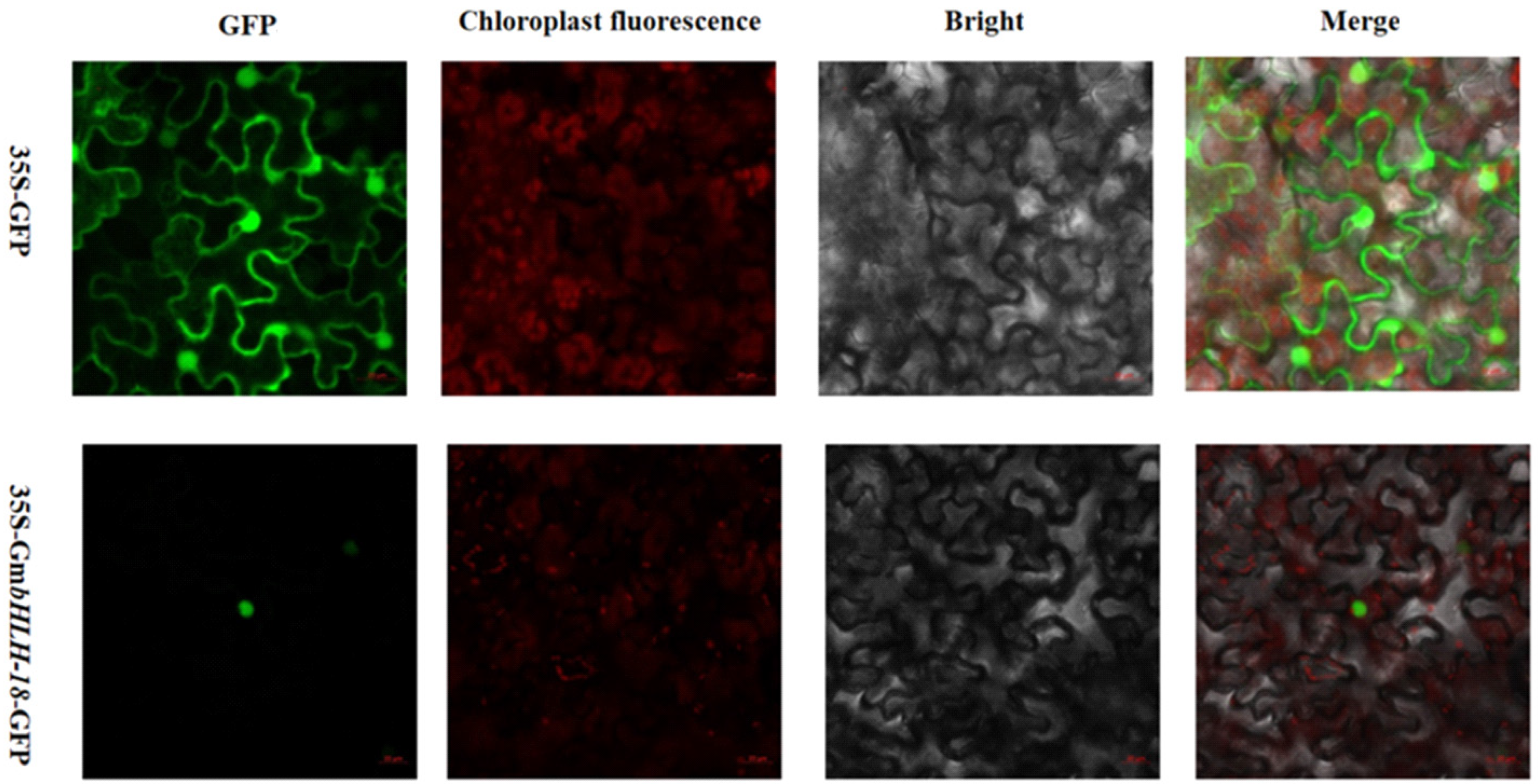 Agronomy 15 00574 g005