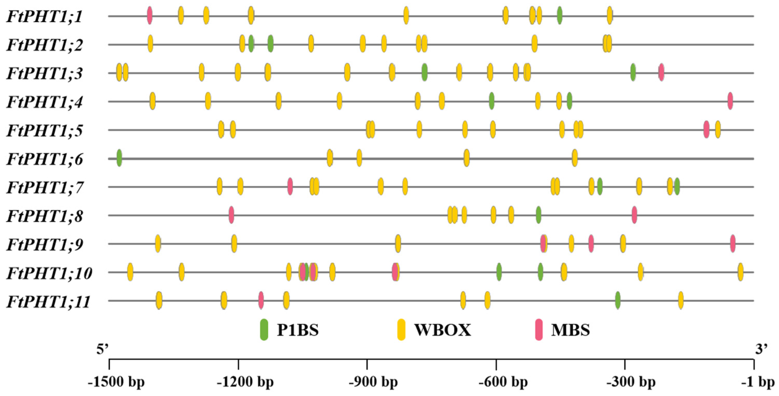 Agronomy 15 00576 g005 Agronomy 15 00576 g005