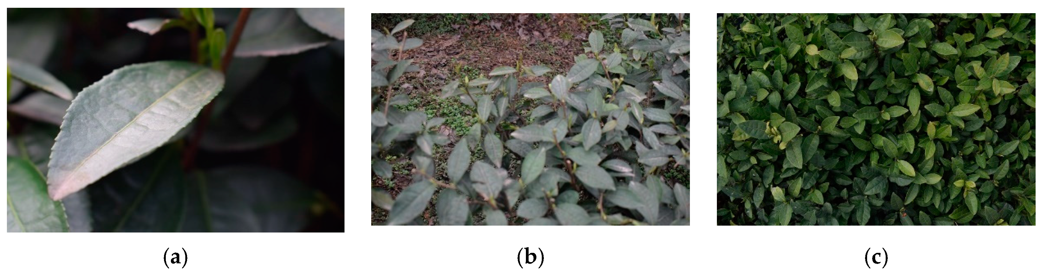 Agronomy 15 00582 g004