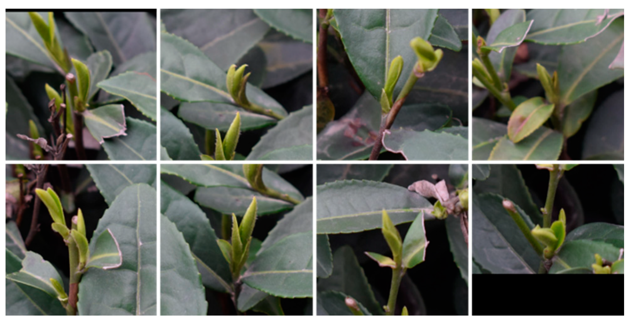 Agronomy 15 00582 g006